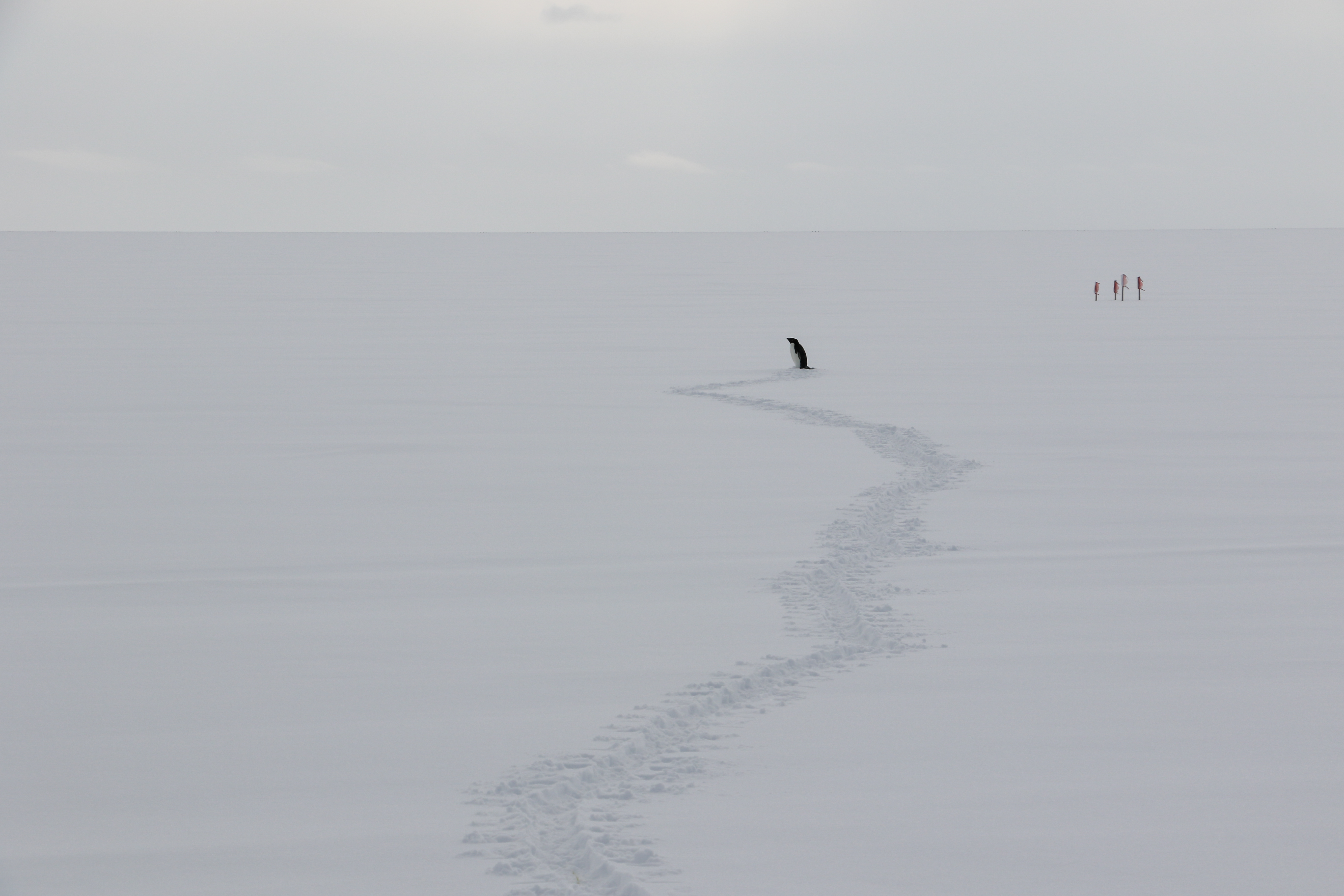 Penguin tracks in the snow.