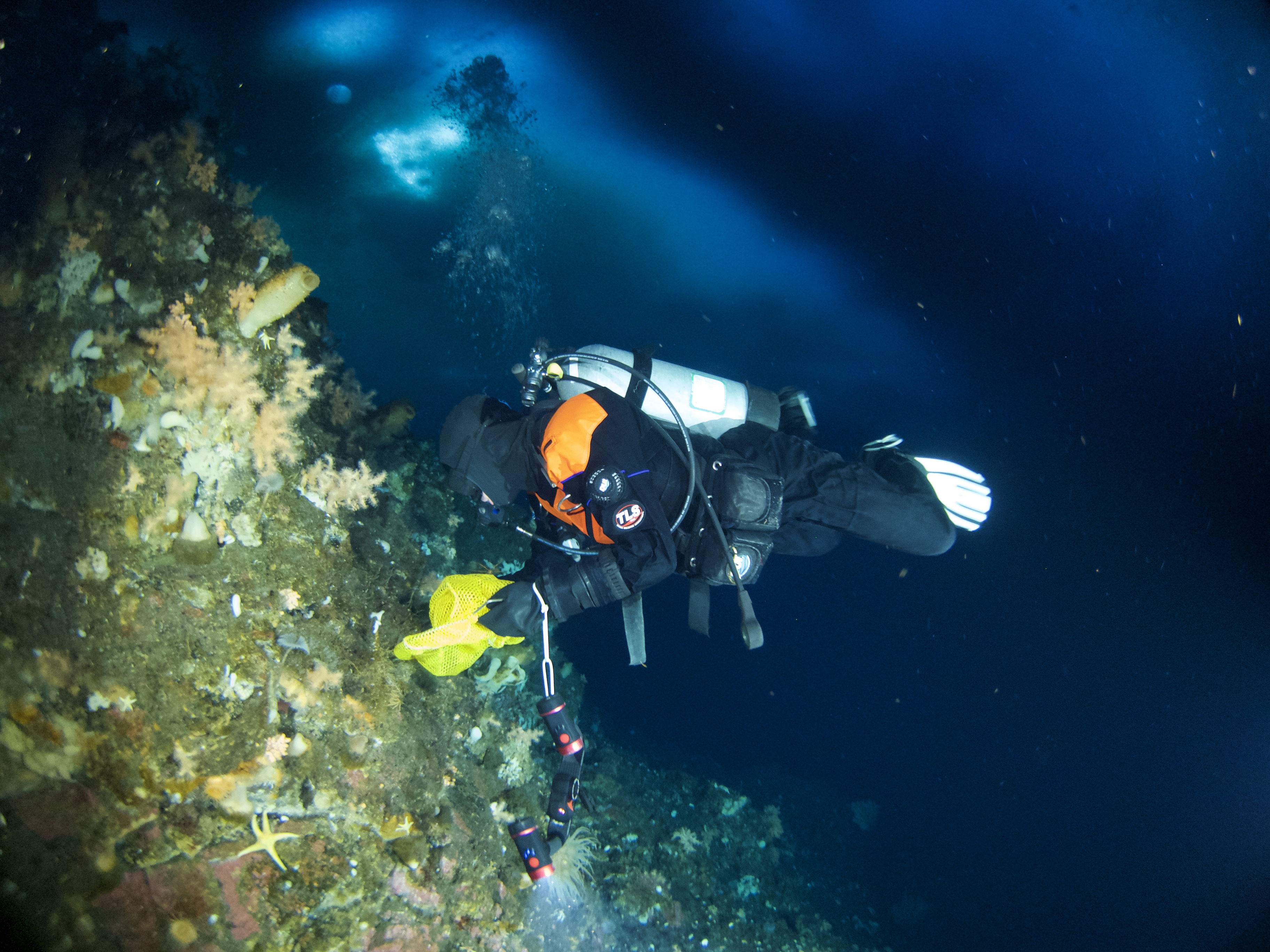 A diver collects benthic samples.