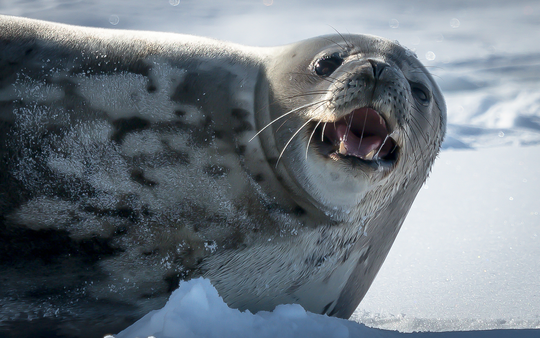 A seal on the ice. 