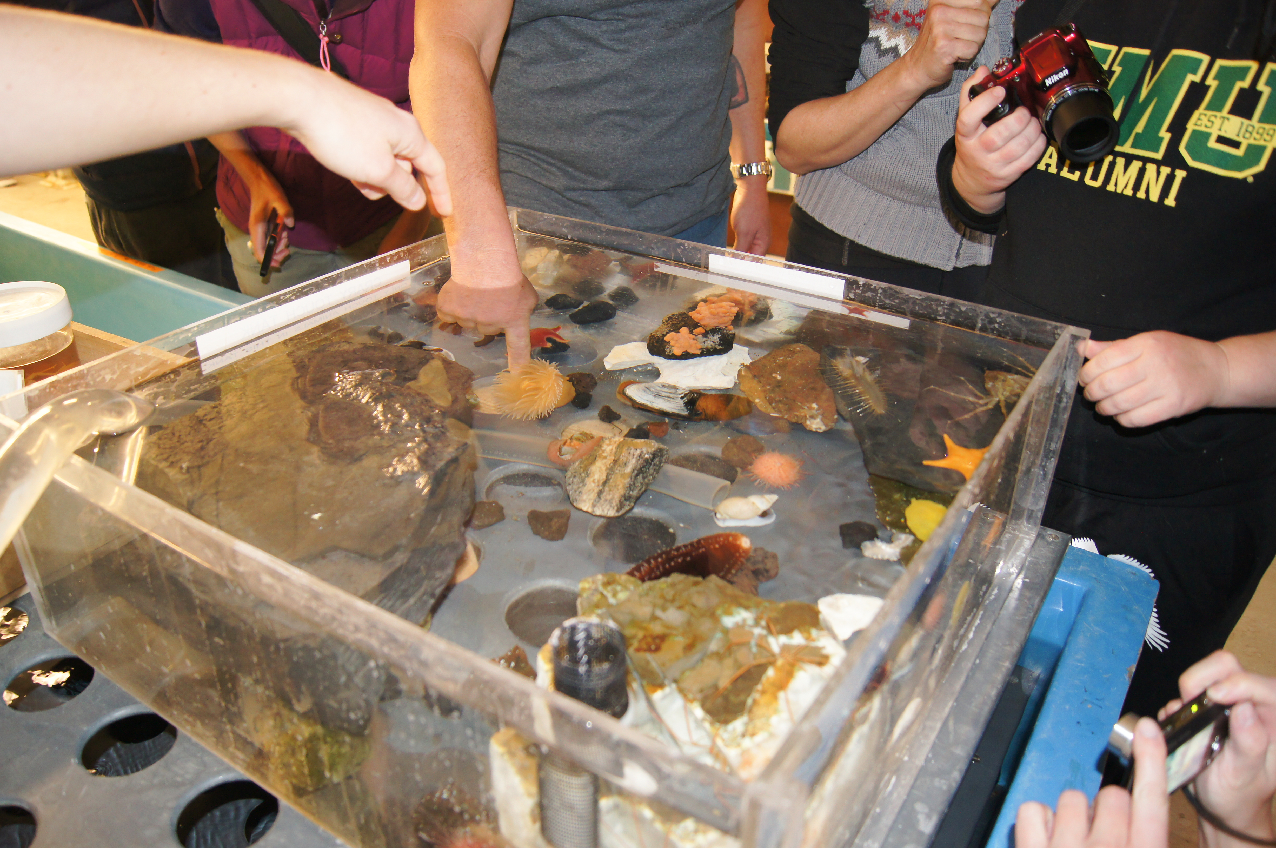 People standing around an aquarium tank touching the animals in the water.