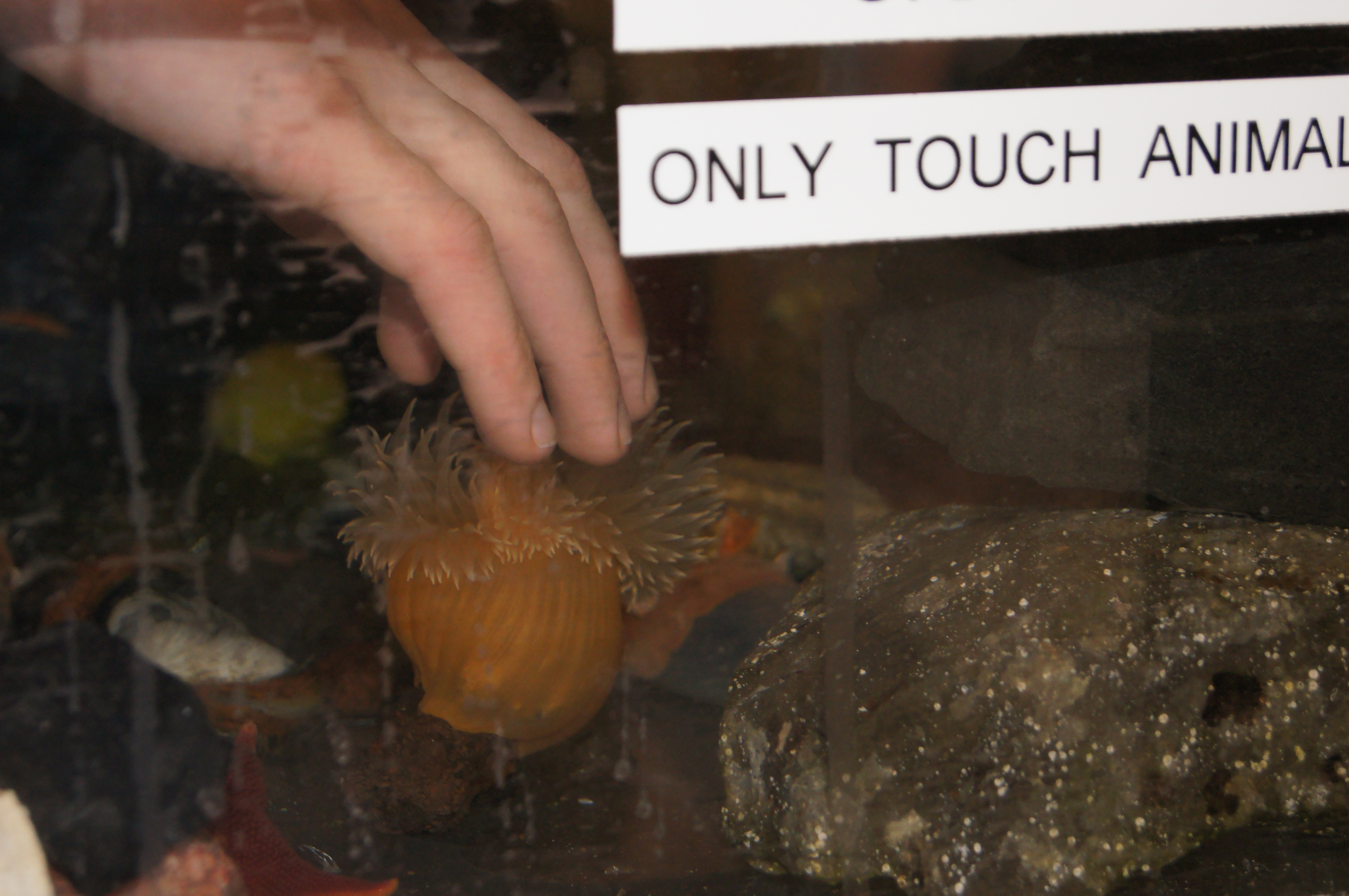 A hand touching a sea creature inside a water tank.