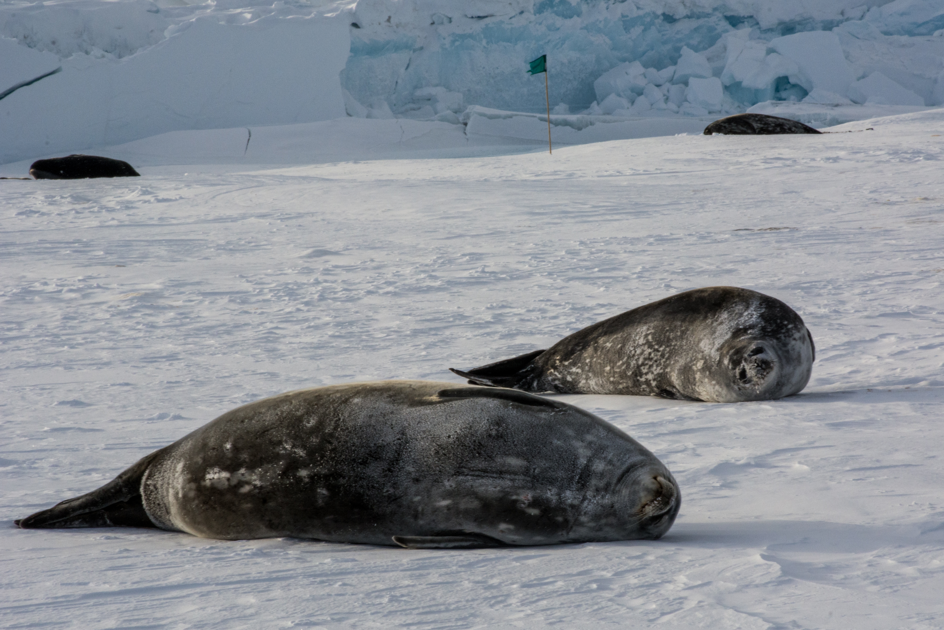 Seals resting on icy ground.