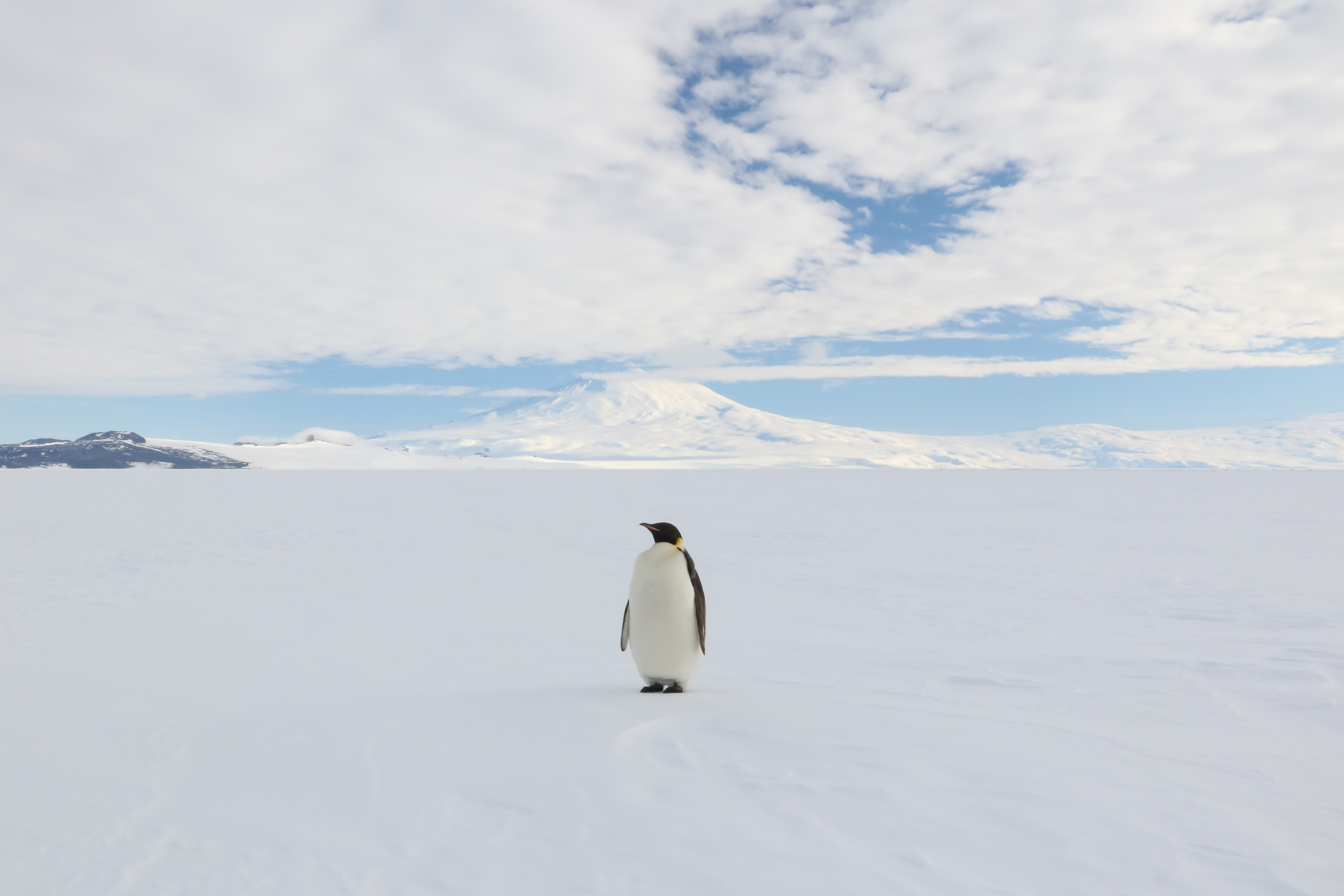 One penguin on the snow and a mountain in the background.