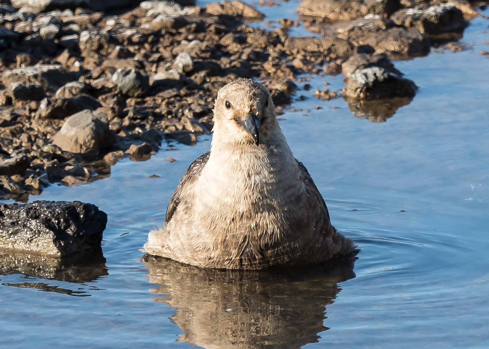 A bird standing in shallow water.