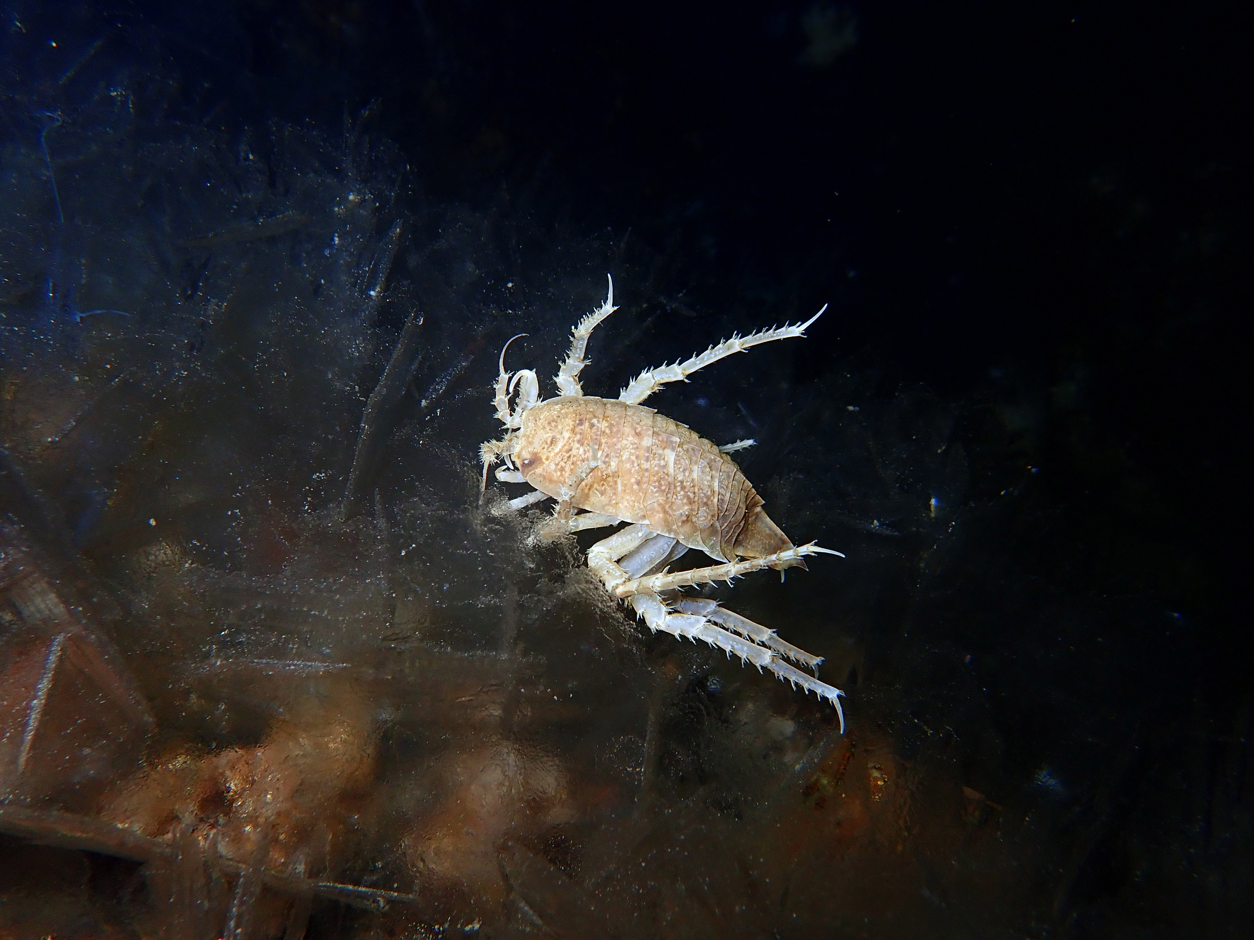 An isopod on a thin film of ice.