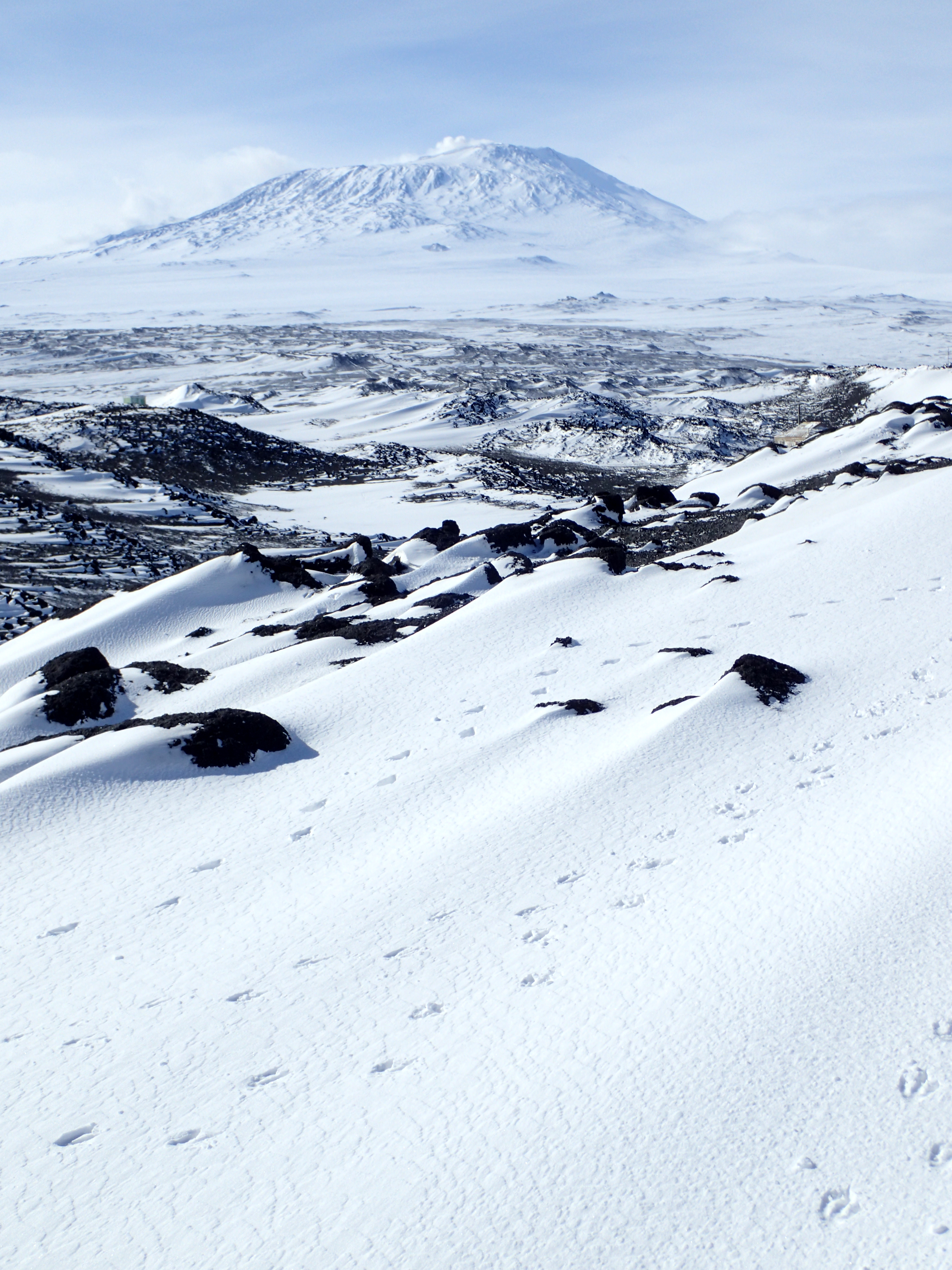 Penguin footprints in the snow.