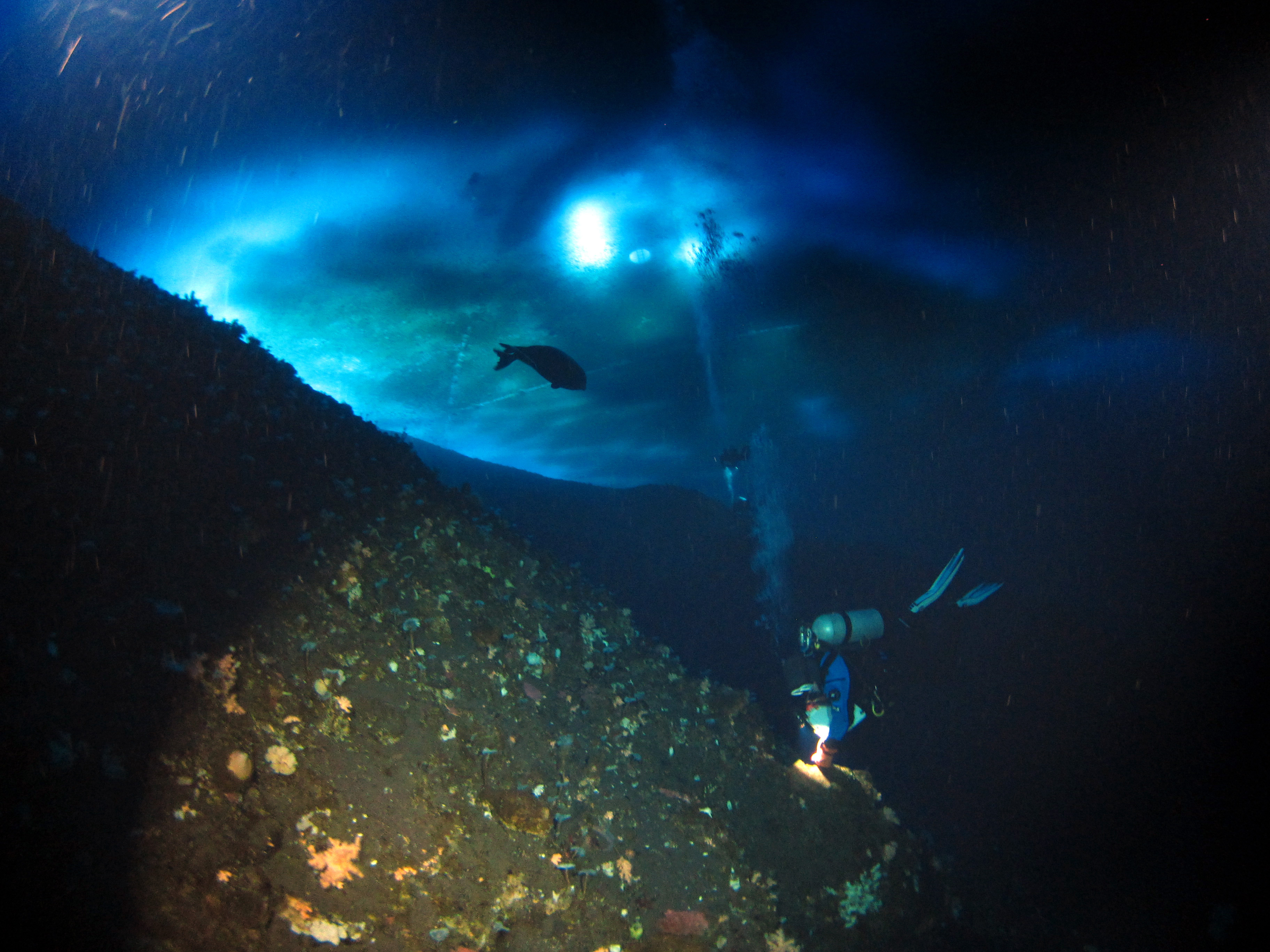 Divers near the ocean floor and a seal nearby.