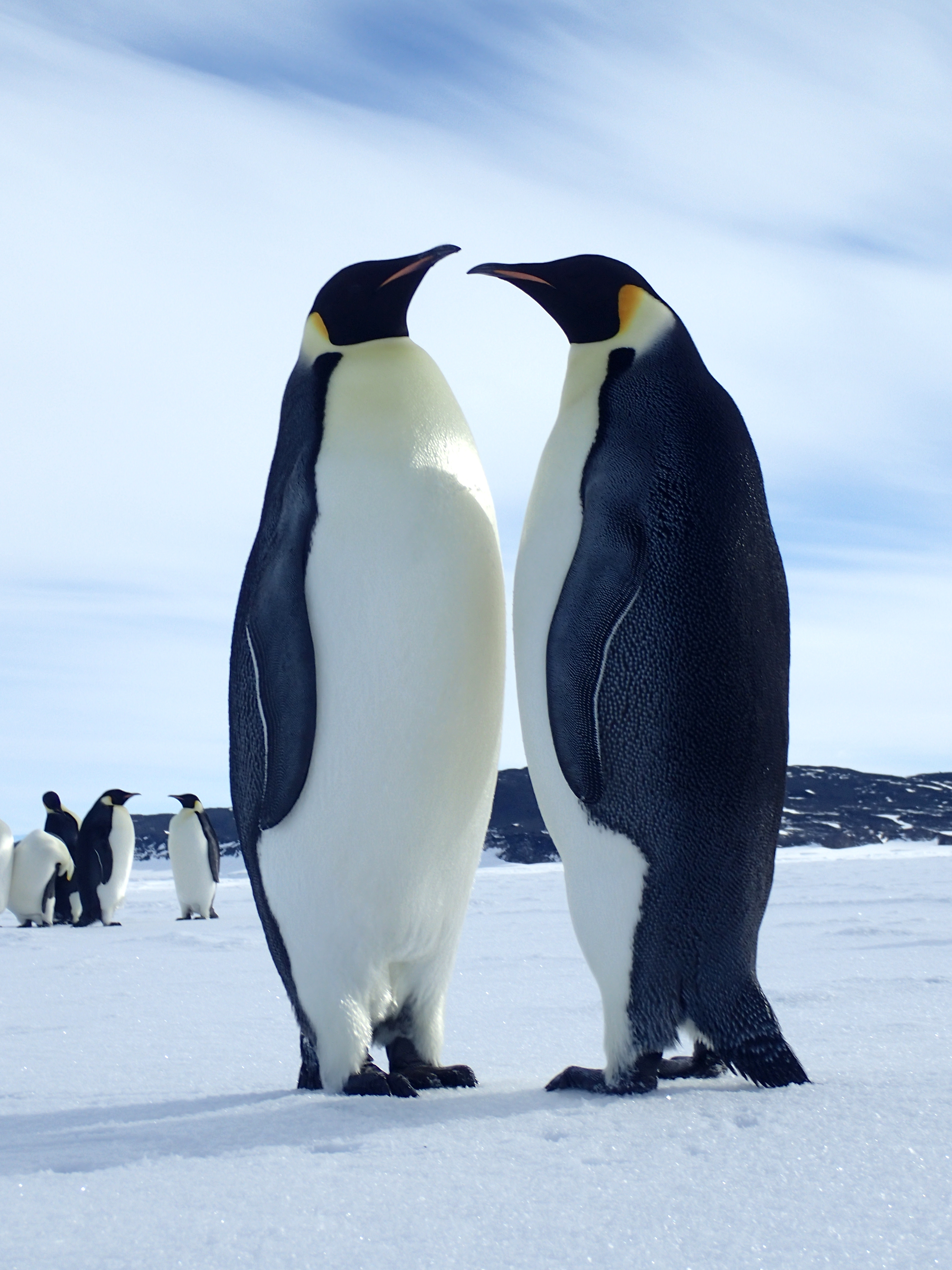 Emperor penguins.