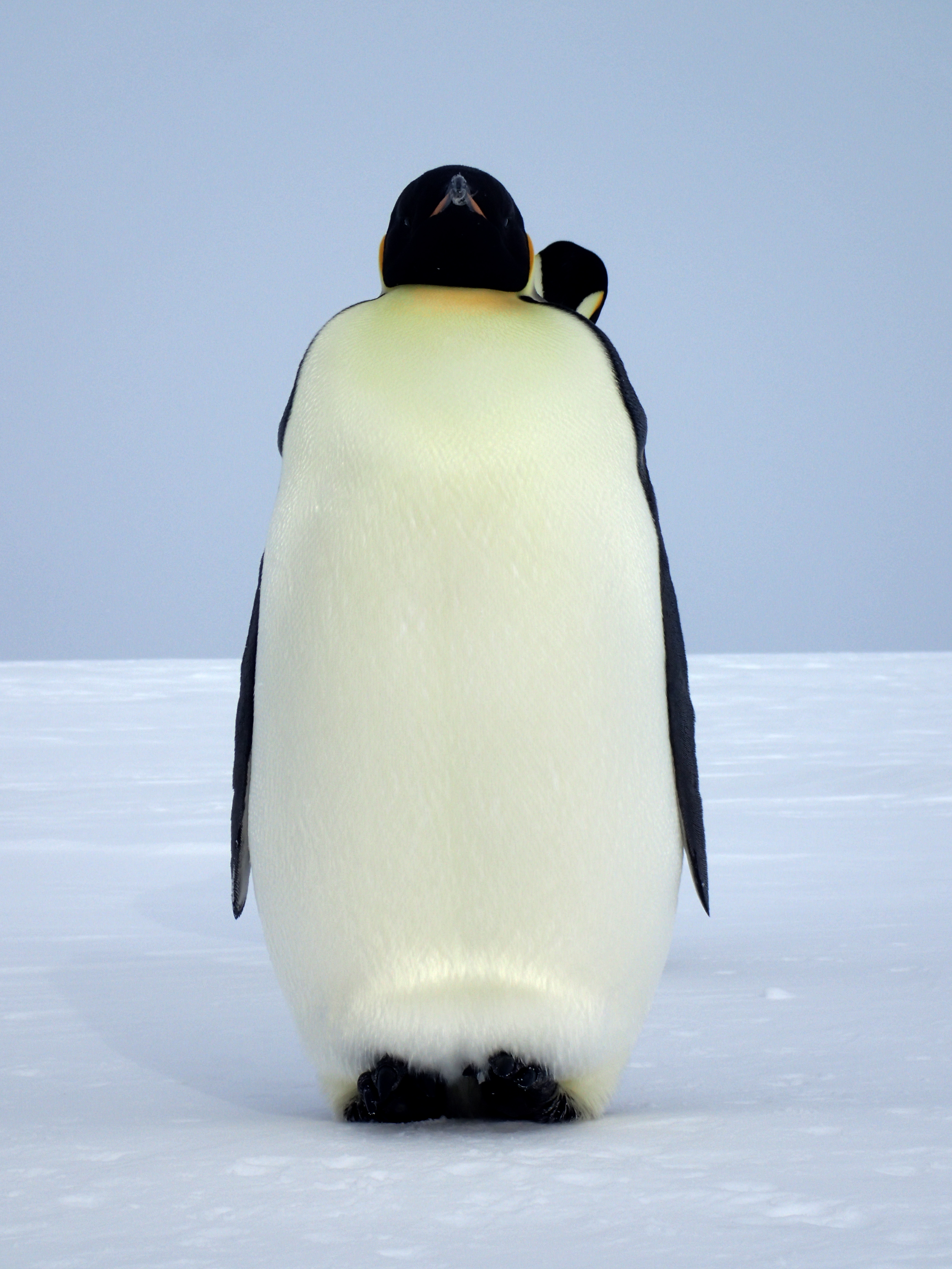 Emperor penguin.