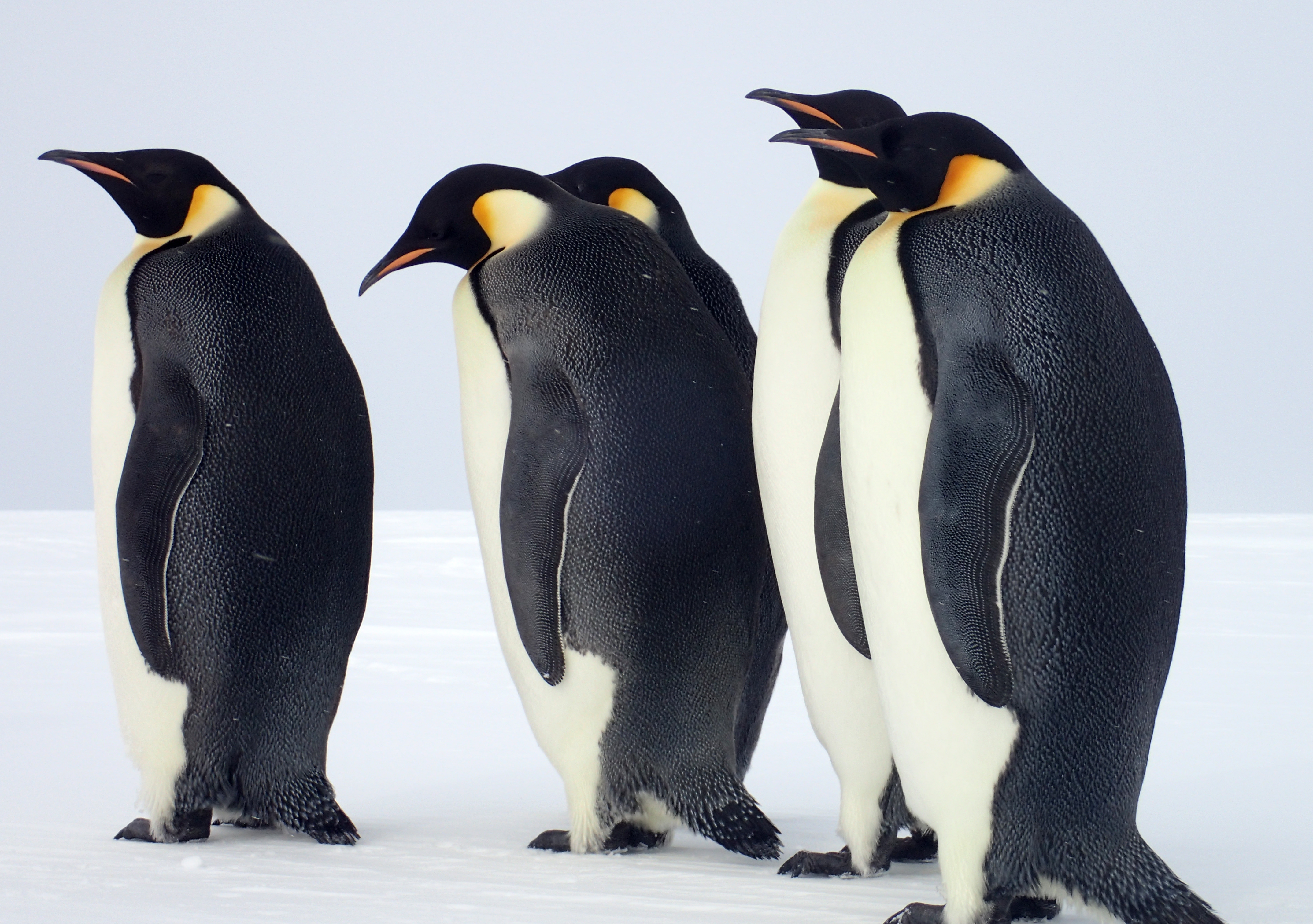 Emperor penguins.