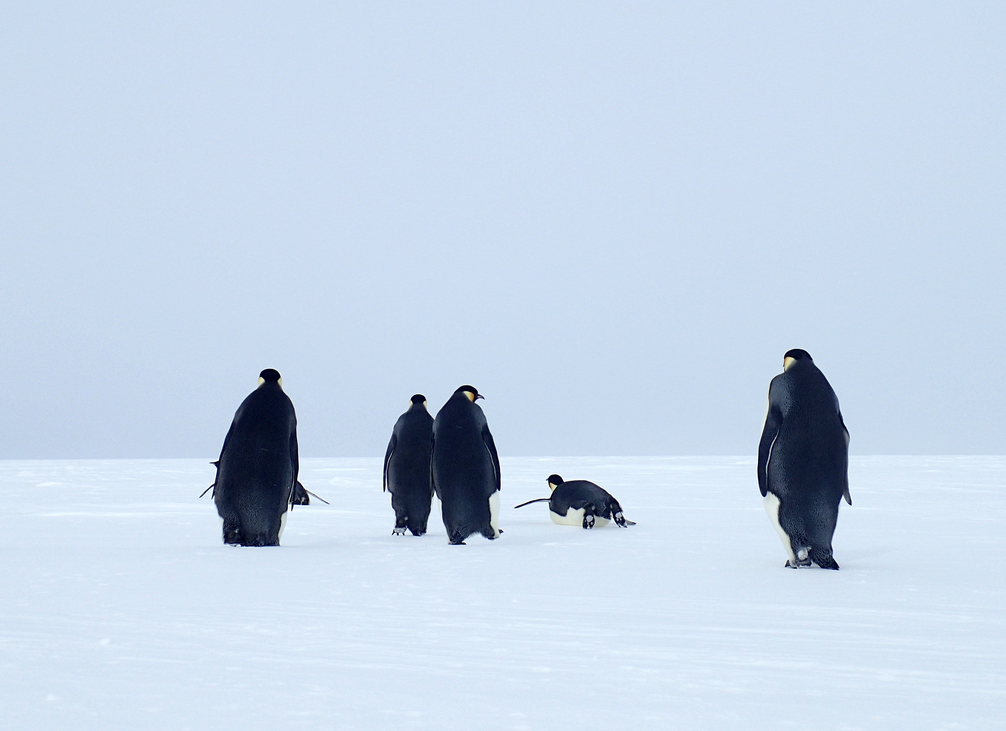 Emperor penguins.