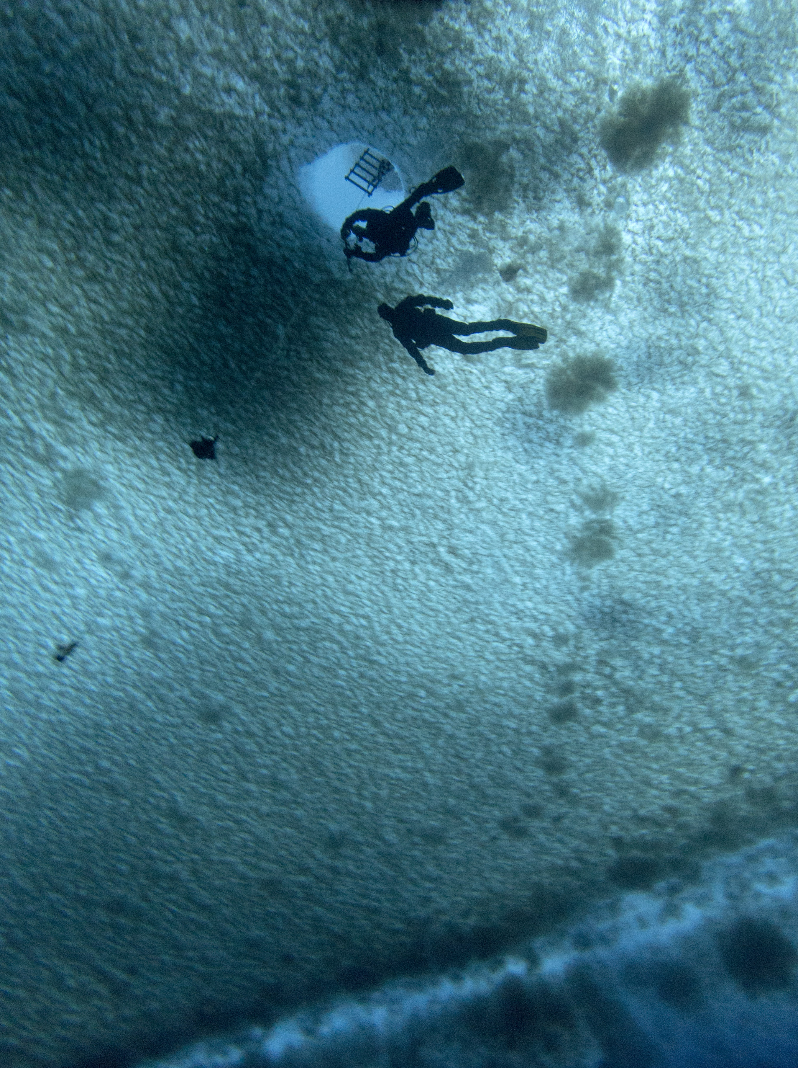 An upwards view of two divers near the ice-covered surface.