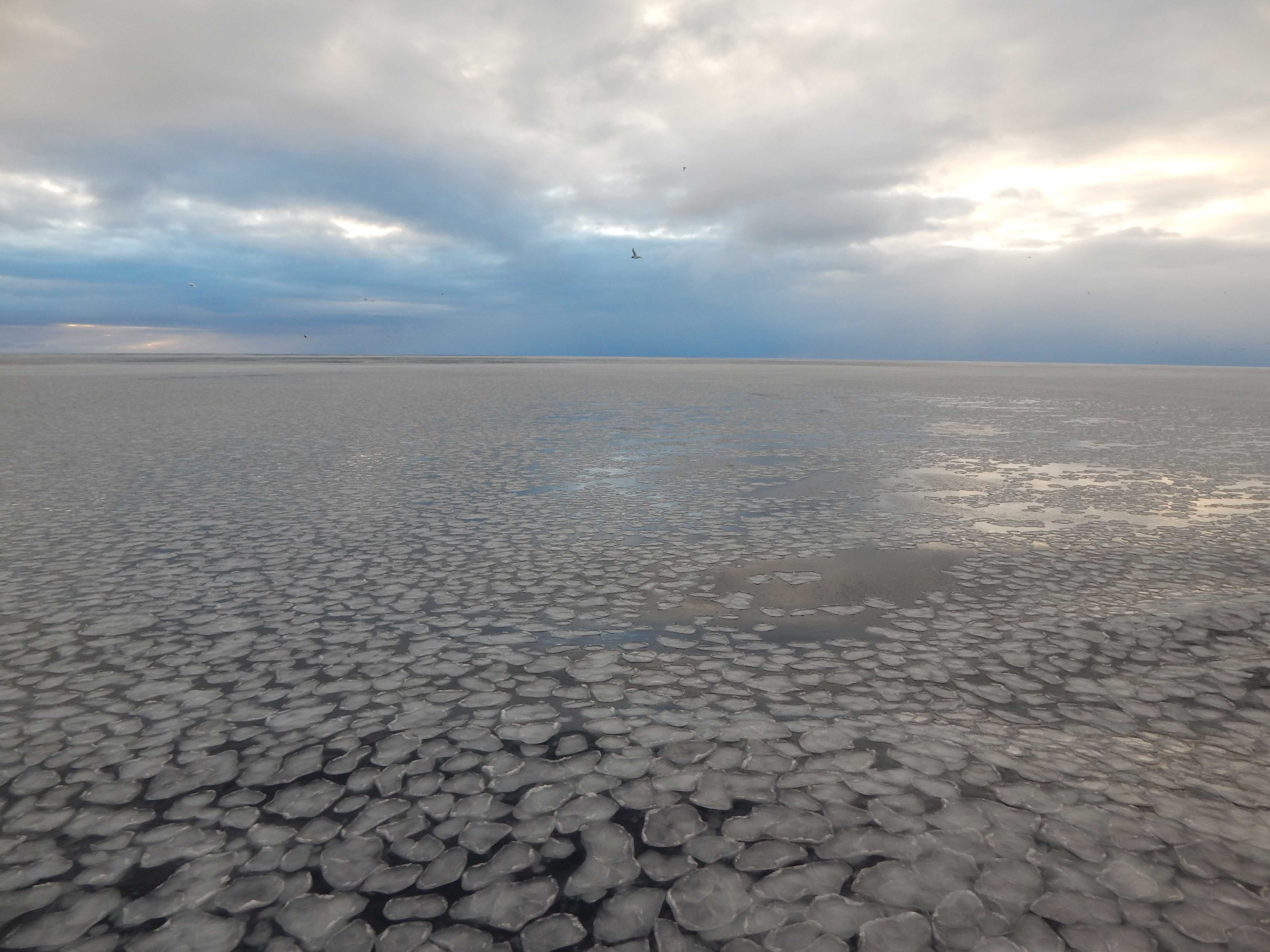 Pancake ice in the ocean as far as the eye can see.