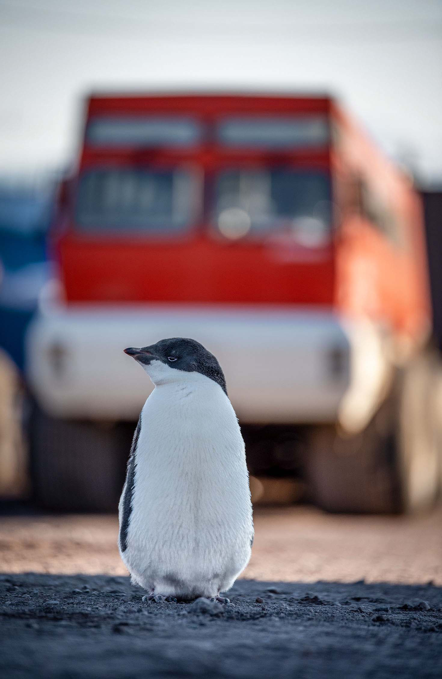 A penguin in the foreground and a large truck in the background.