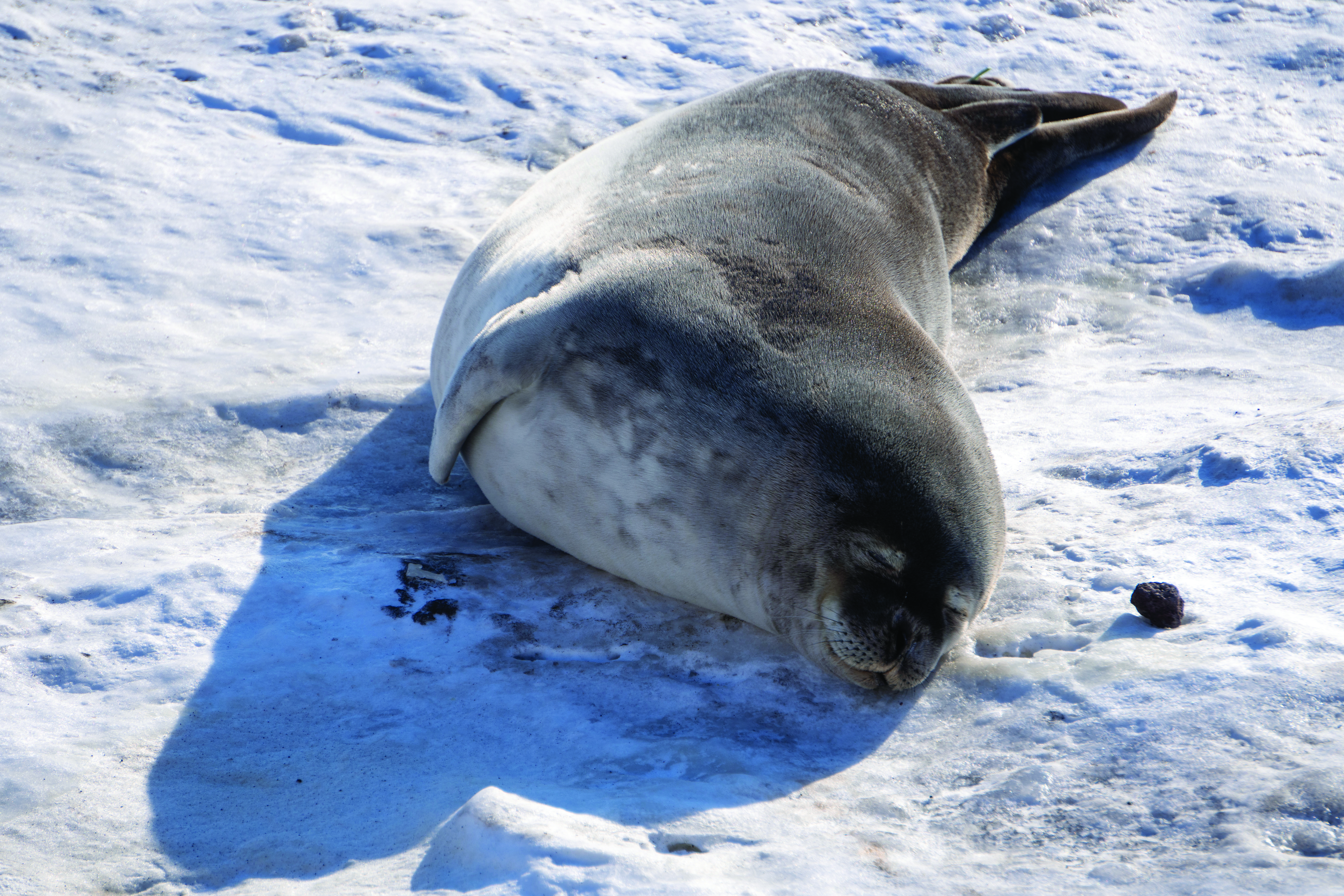 A seal lying on ice.