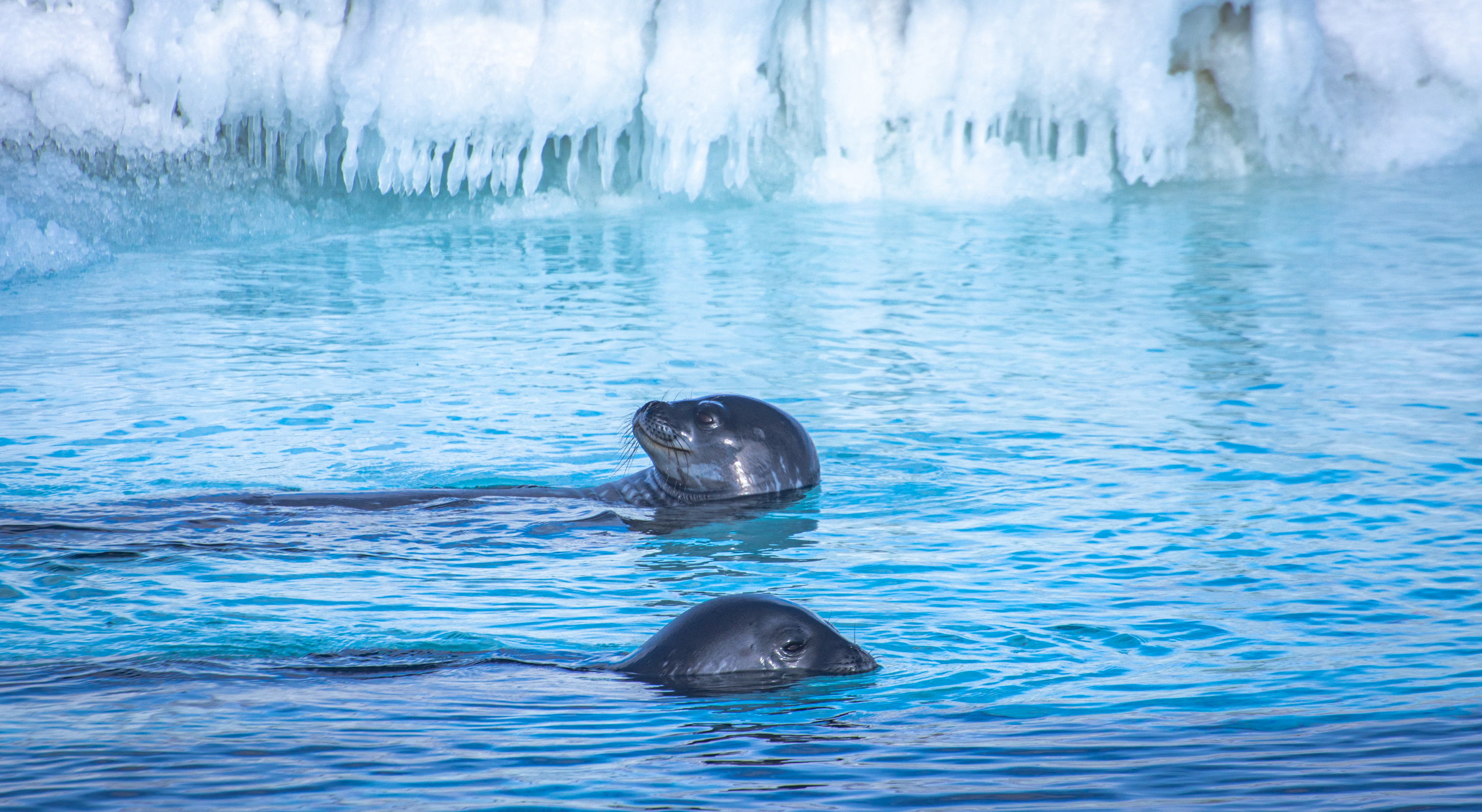 Two seals swimming in the ocean.