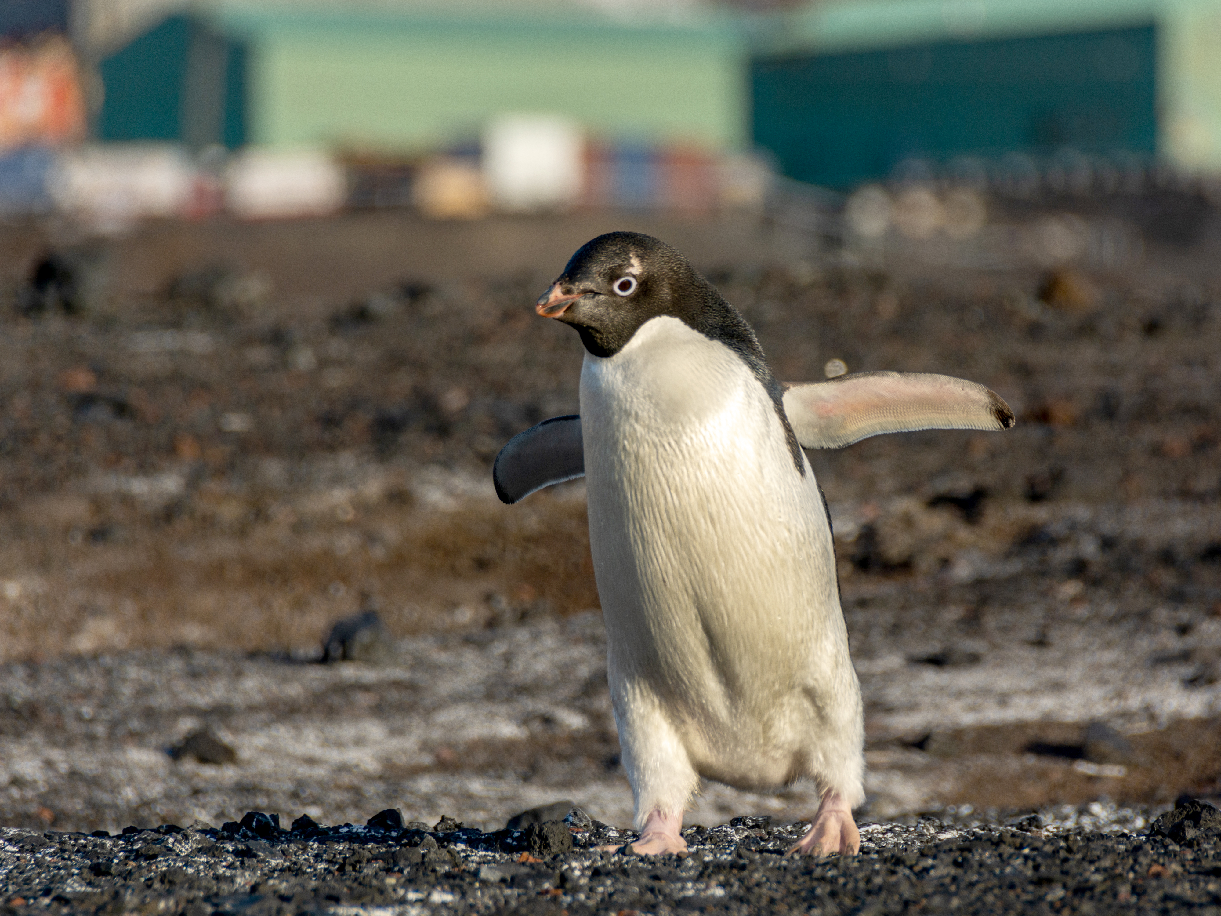 An Adelie penguin near buildings.