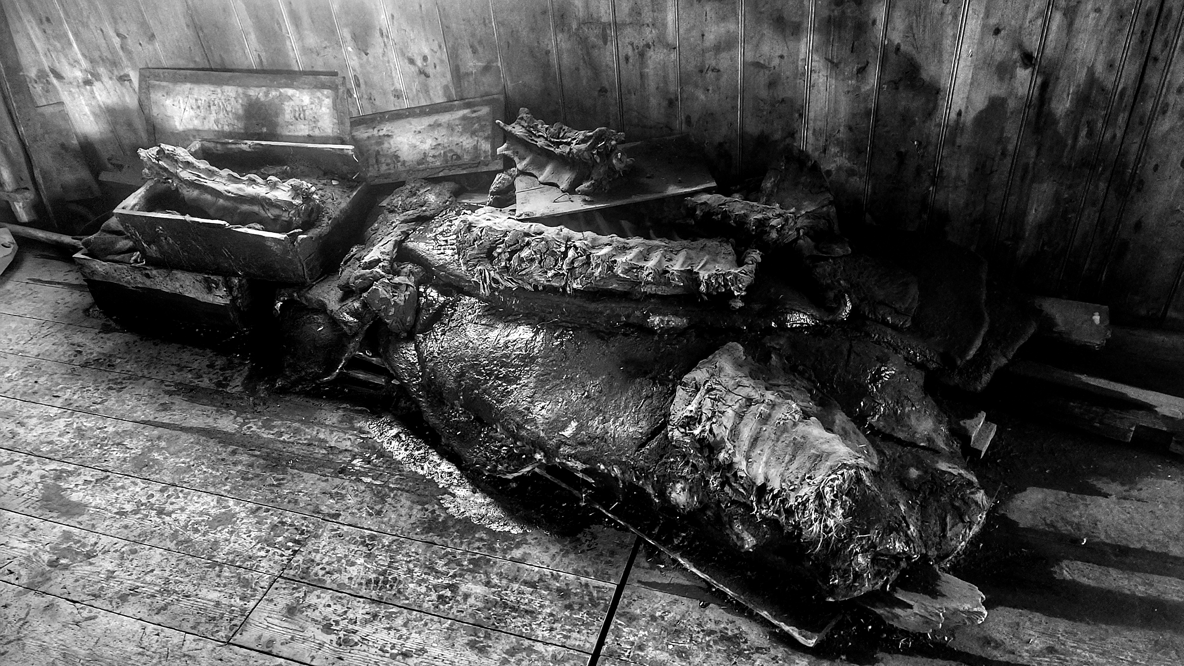 A black and white photo of an animal carcass inside a building.