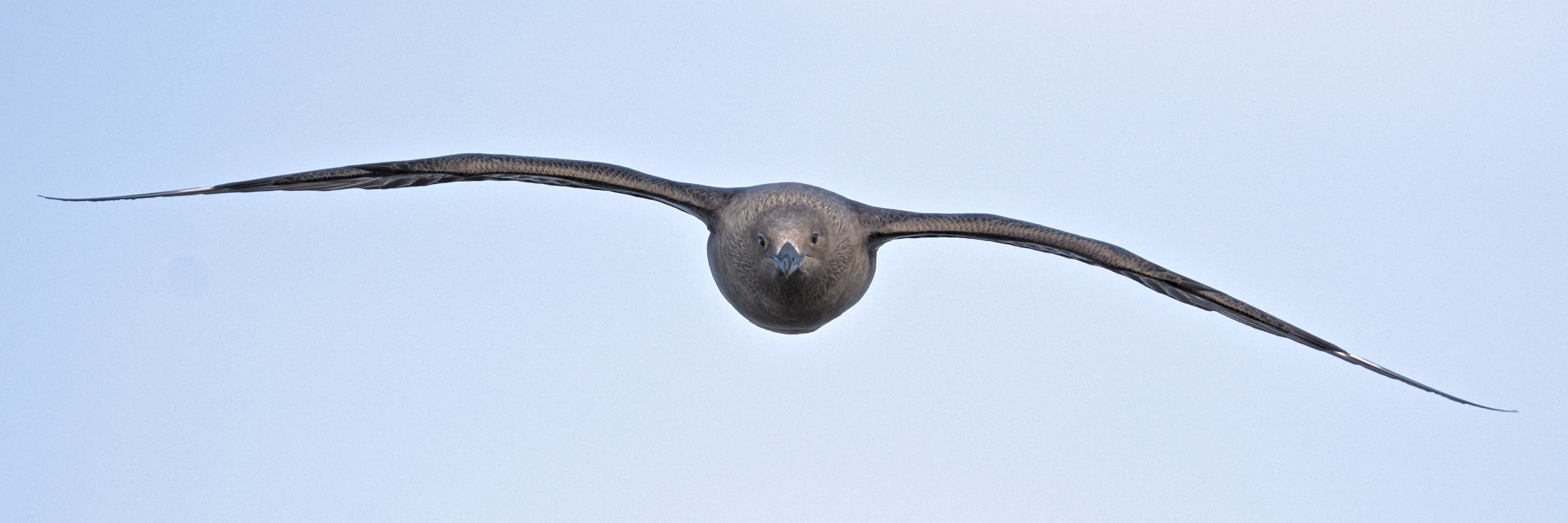 A head-on shot of a flying south polar skua bird. 