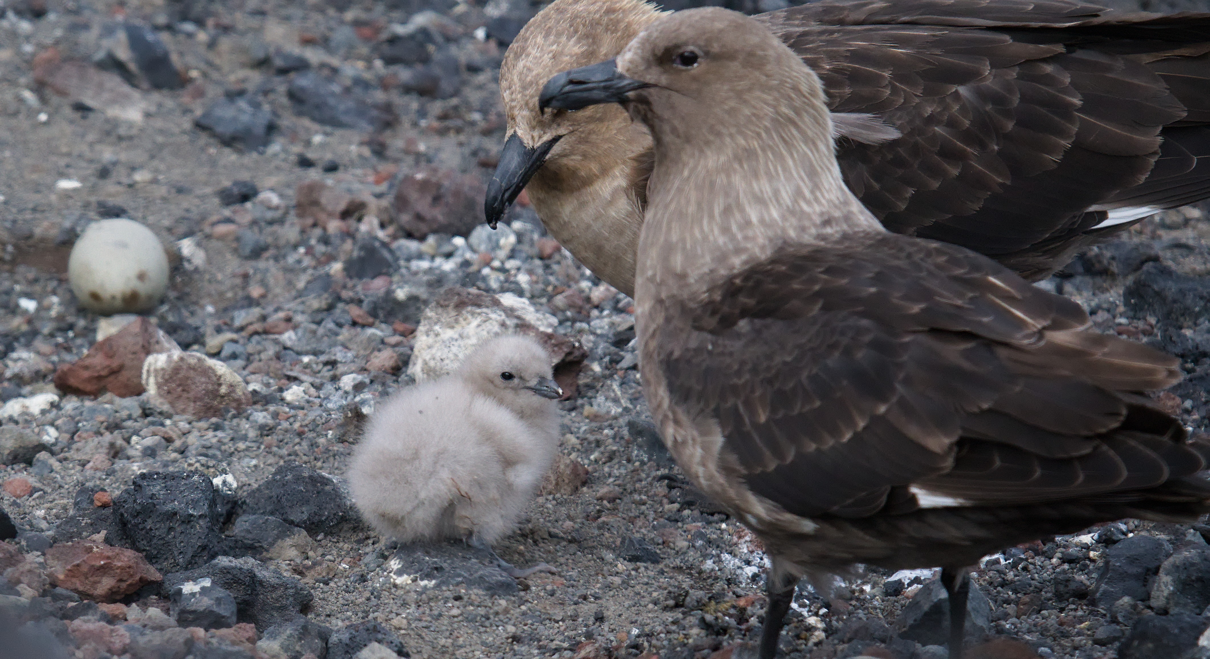 Two adult brown birds and a small chick. 