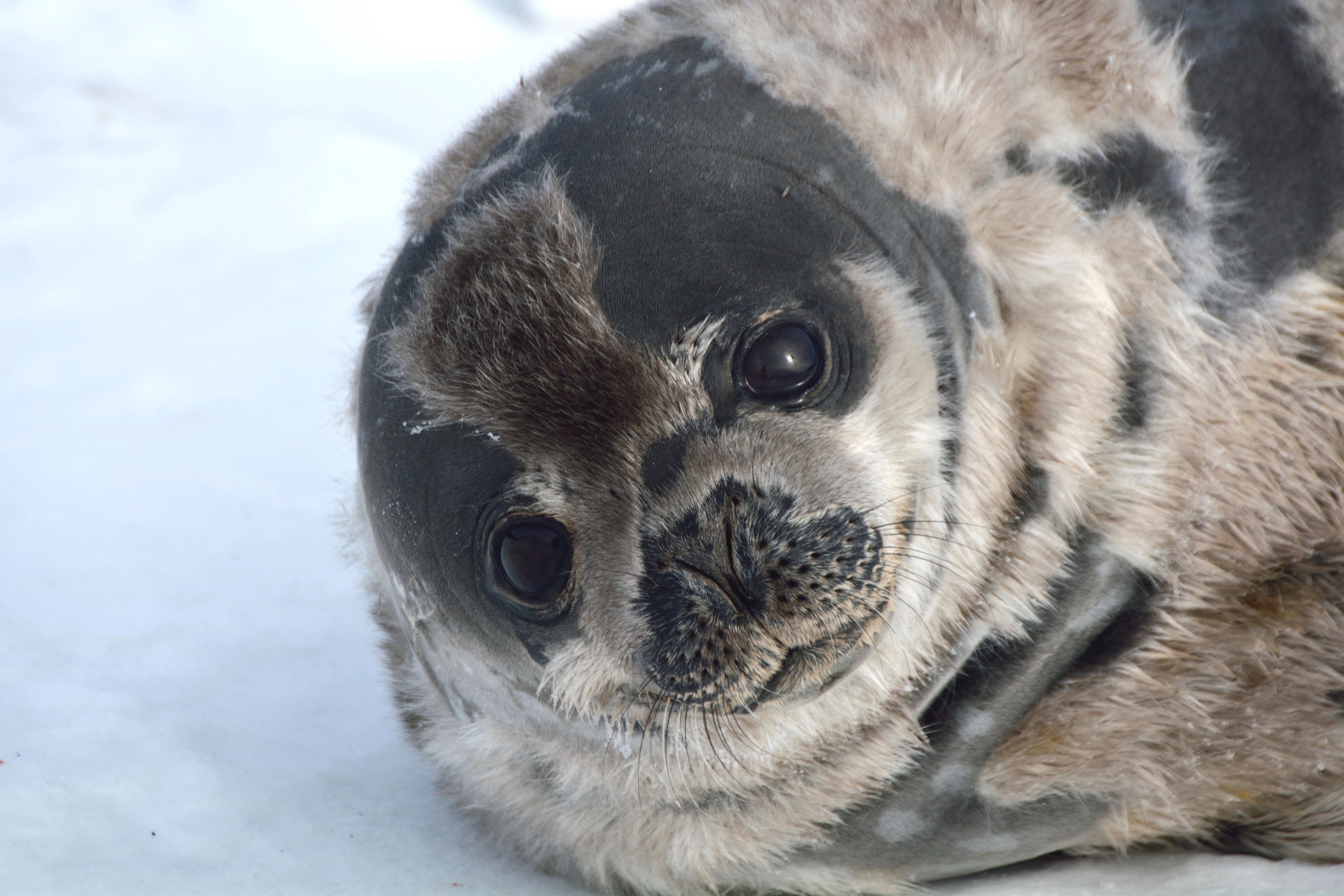 A molting seal pup with interesting pattern of fleecy fur.