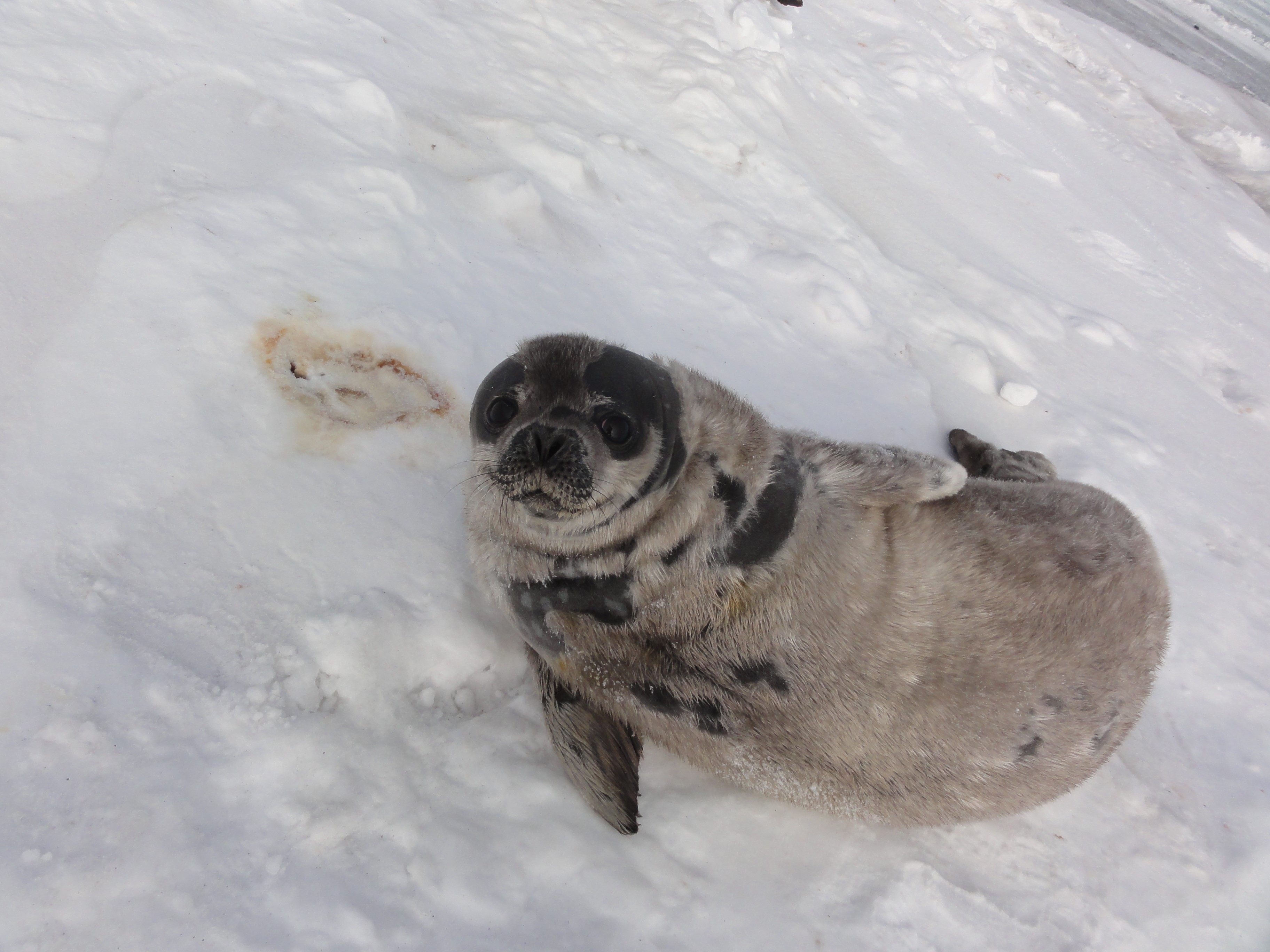 A molting seal pup with interesting pattern of fleecy fur.