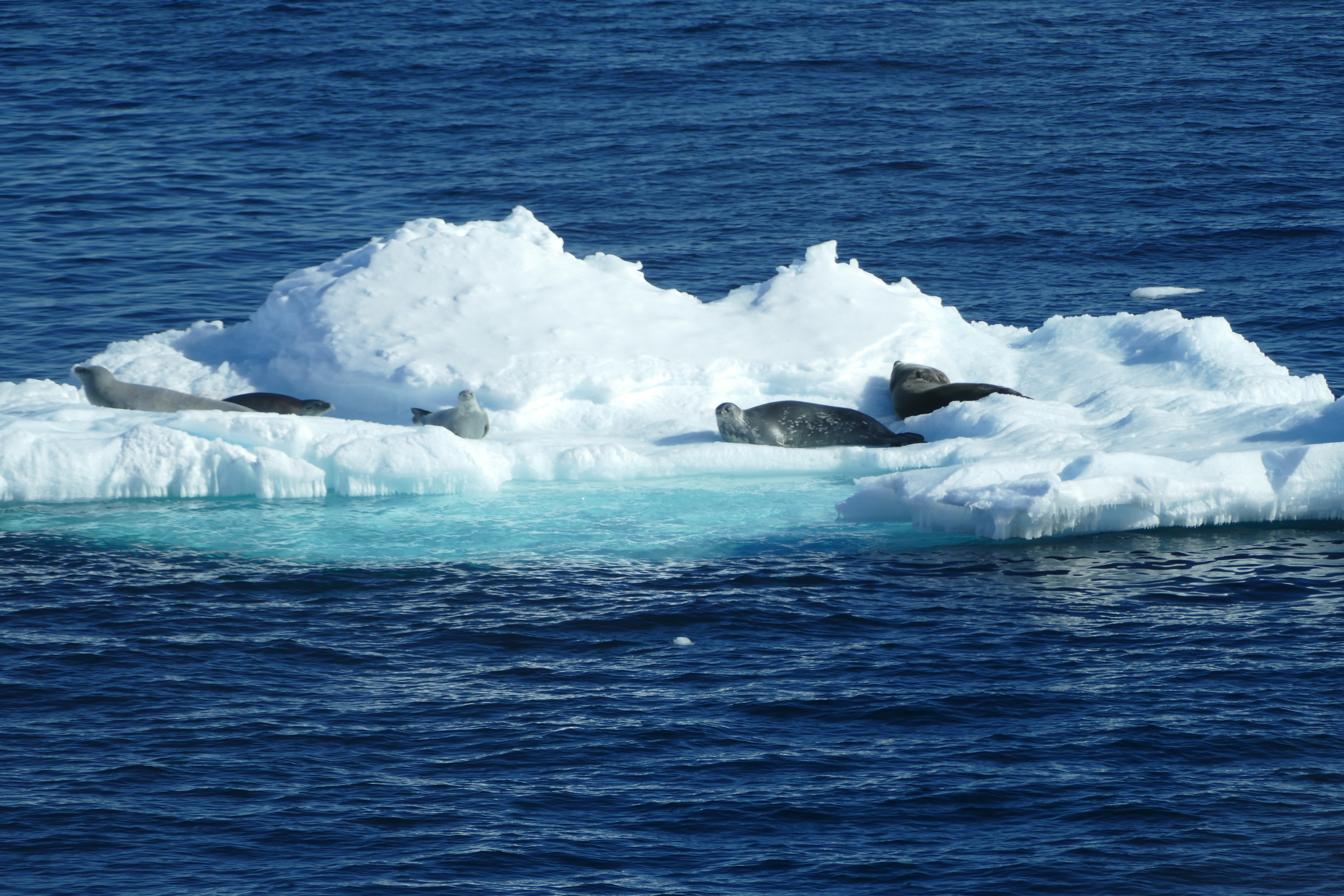 Antarctic Photo Library - Photo Details - 2022Feb1-Seals-ice-floe-Billy -Platt.jpg