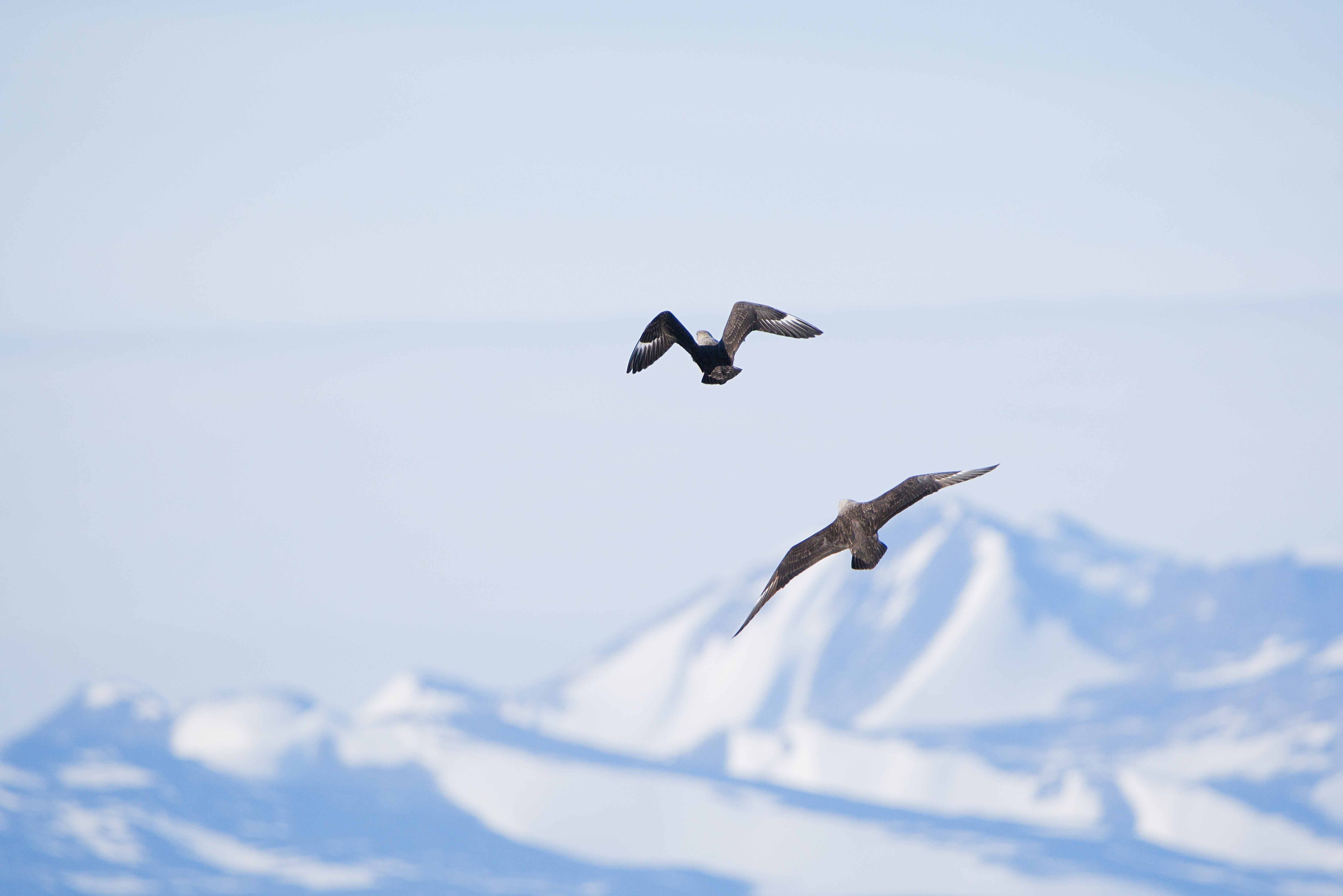 Two birds in flight with a mountain in the background. 
