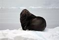 An Antarctic fur seal looks at the camera.