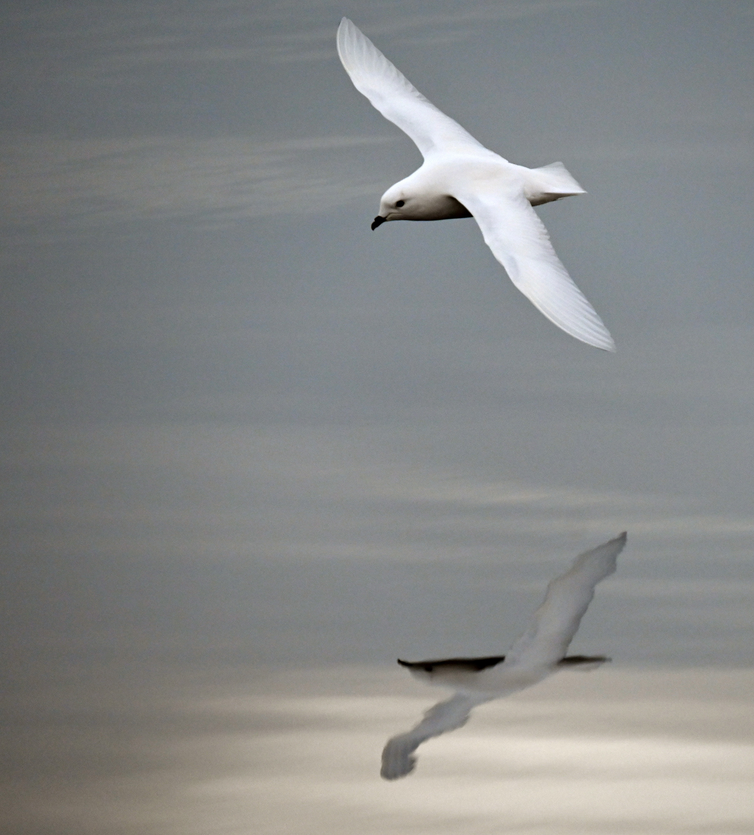 A white bird flies low over water. The bird's reflection can be seen on the water surface.