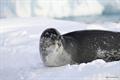 A seal on an ice floe.