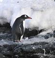 A penguin on dirty ice.