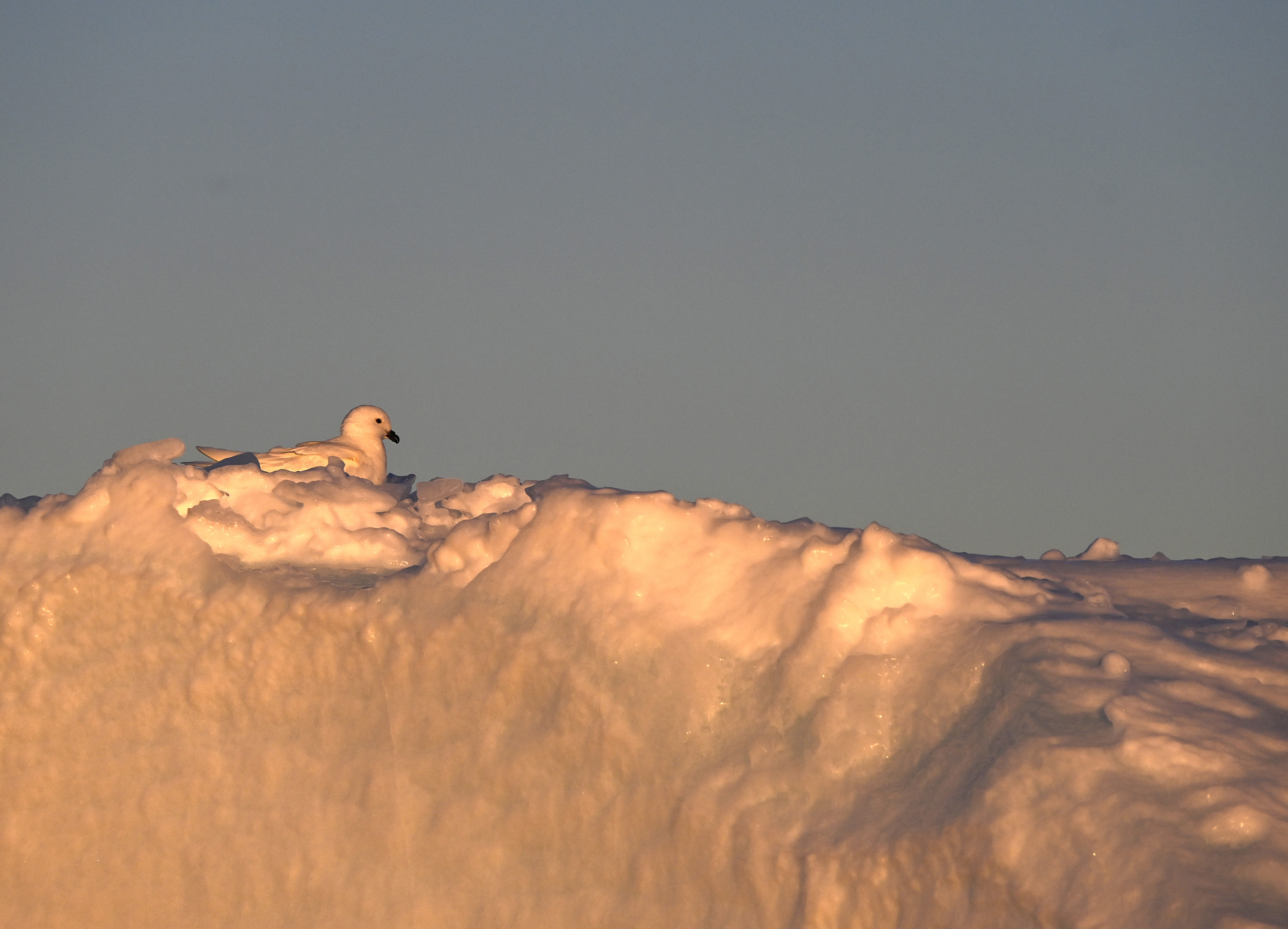 A white bird on a snow drift.