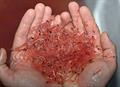Two hands holding dozens of krill.
