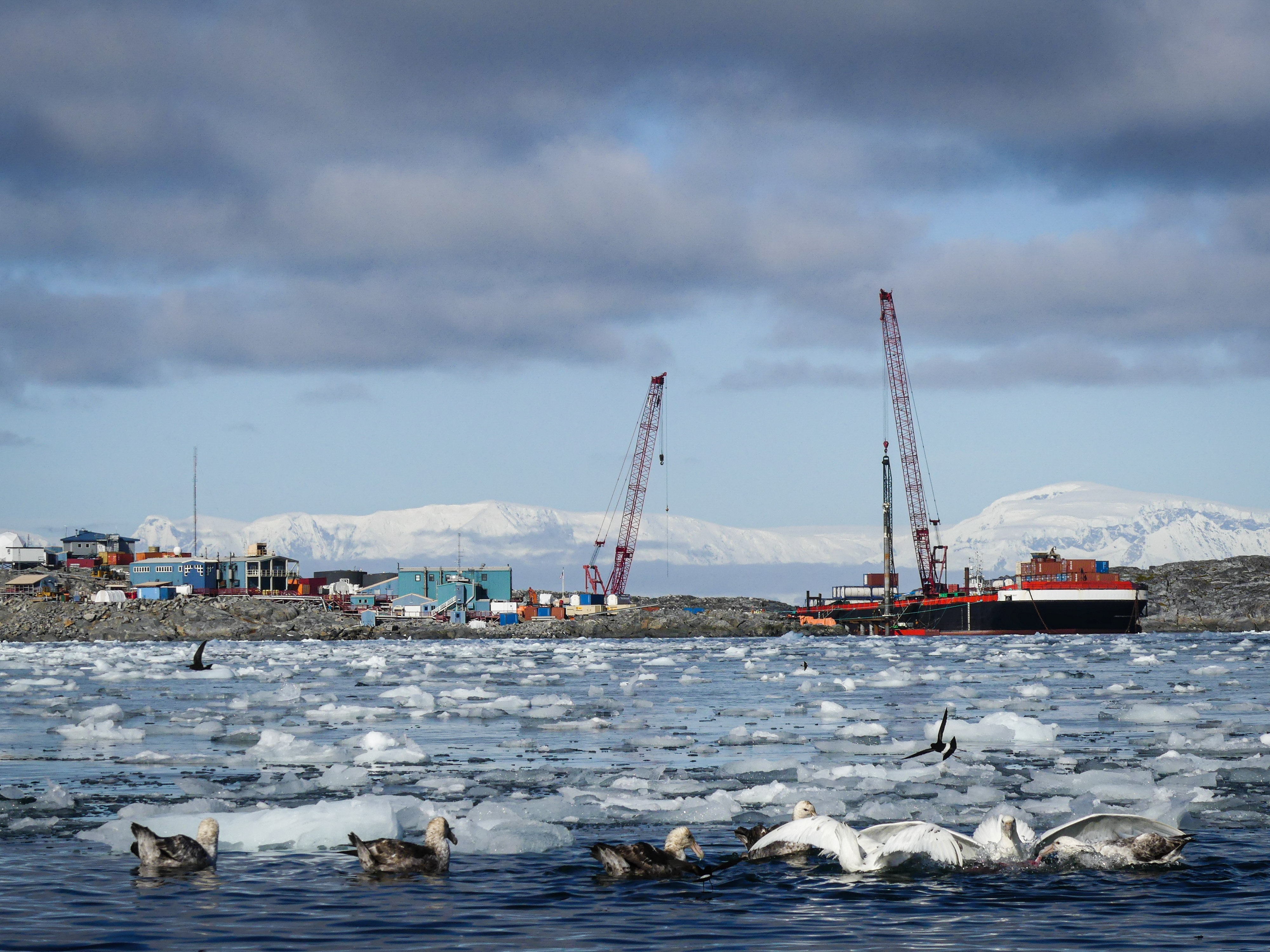 Waterbirds in an icy harbor with construction cranes and mountains in the background. 