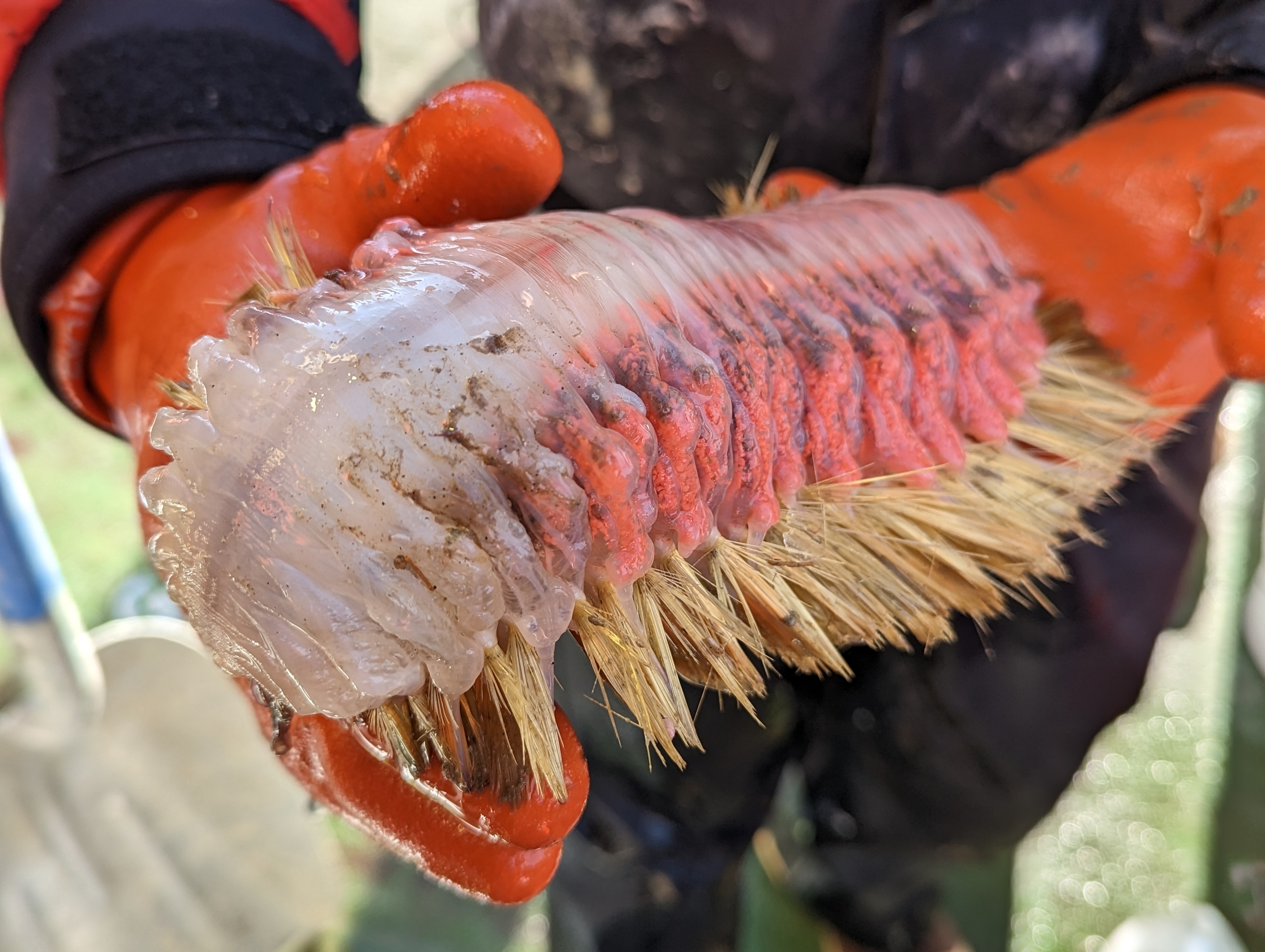 Gloved hands hold alien-like sea creature