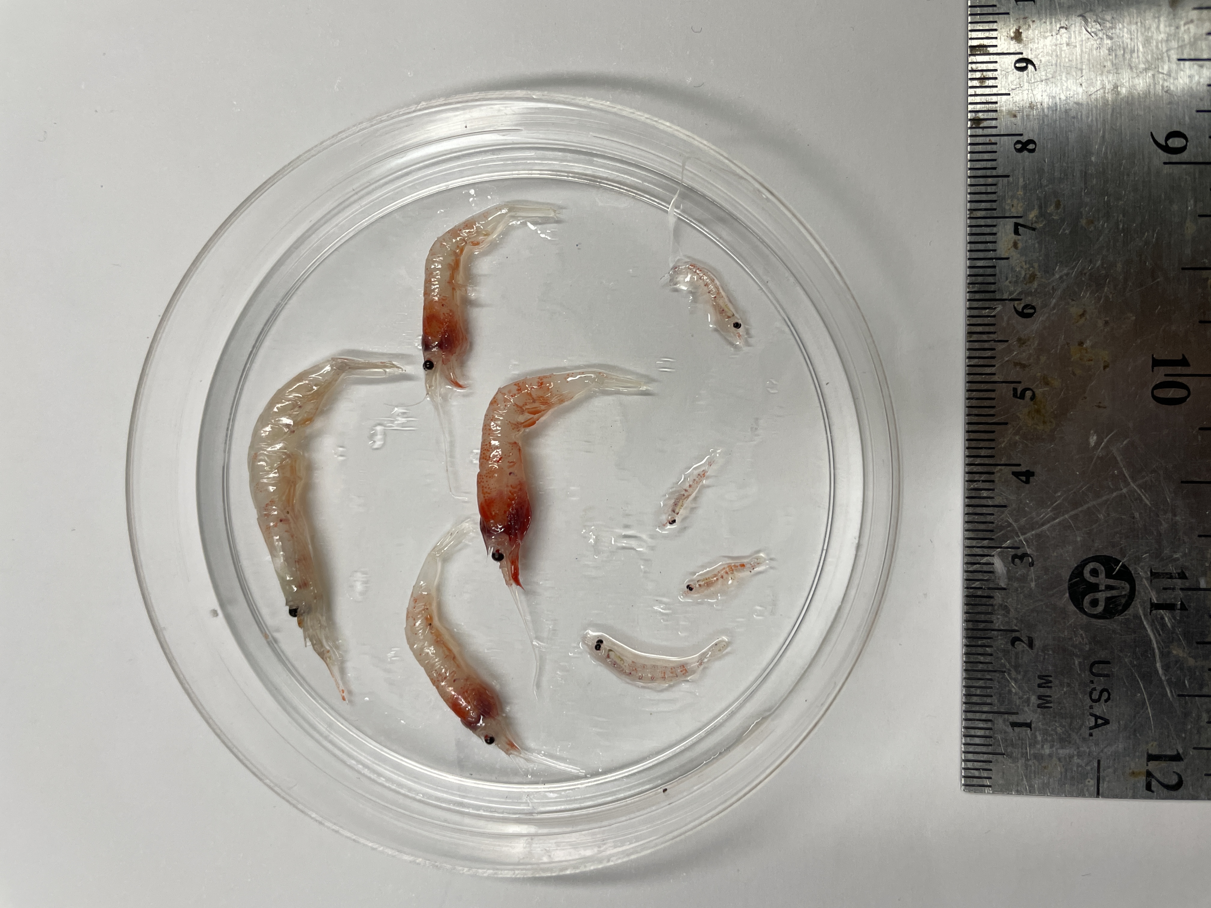 A small glass dish contains shrimp-like creatures.