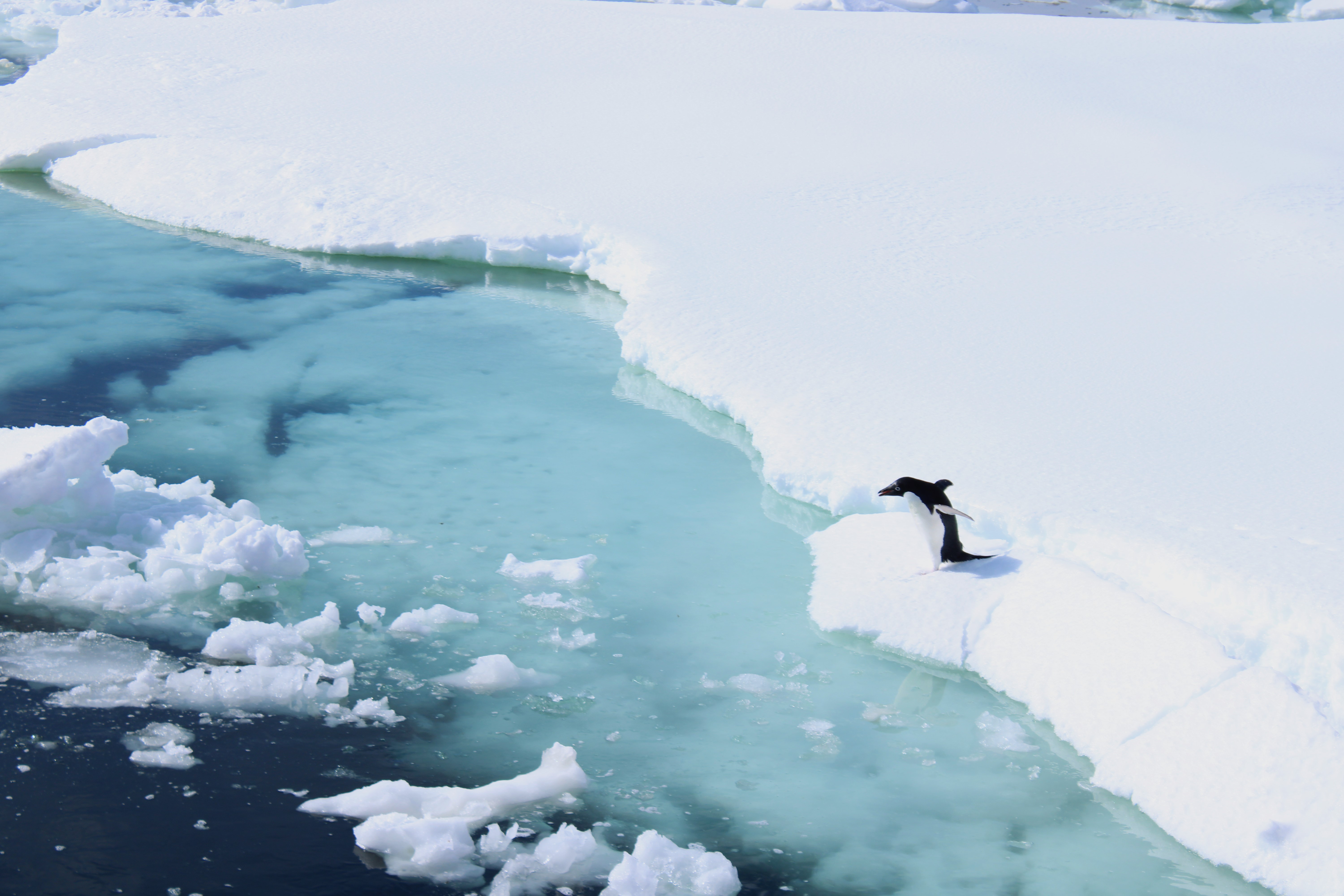 penguins near edge of ice shelf about to jump into crystal clear blue waters.