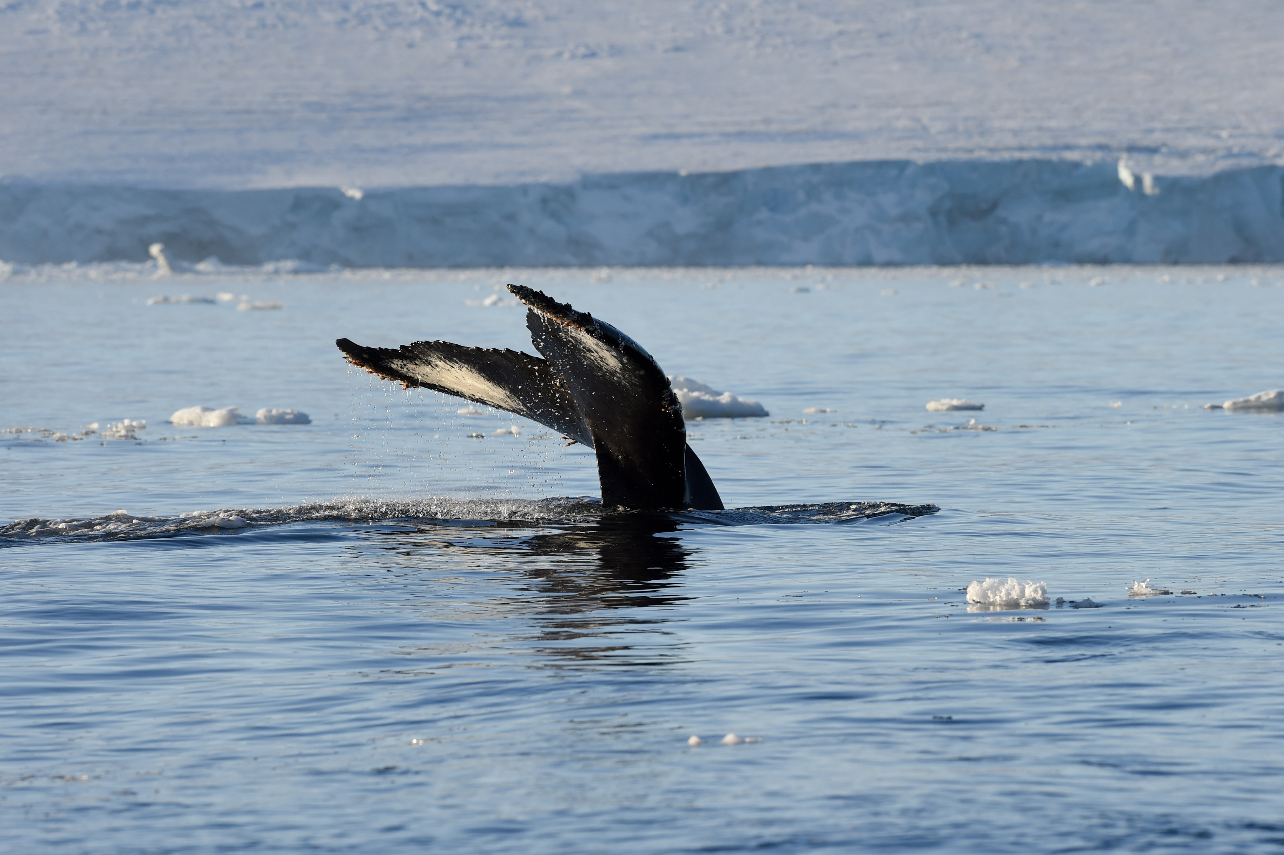 A whale tail.