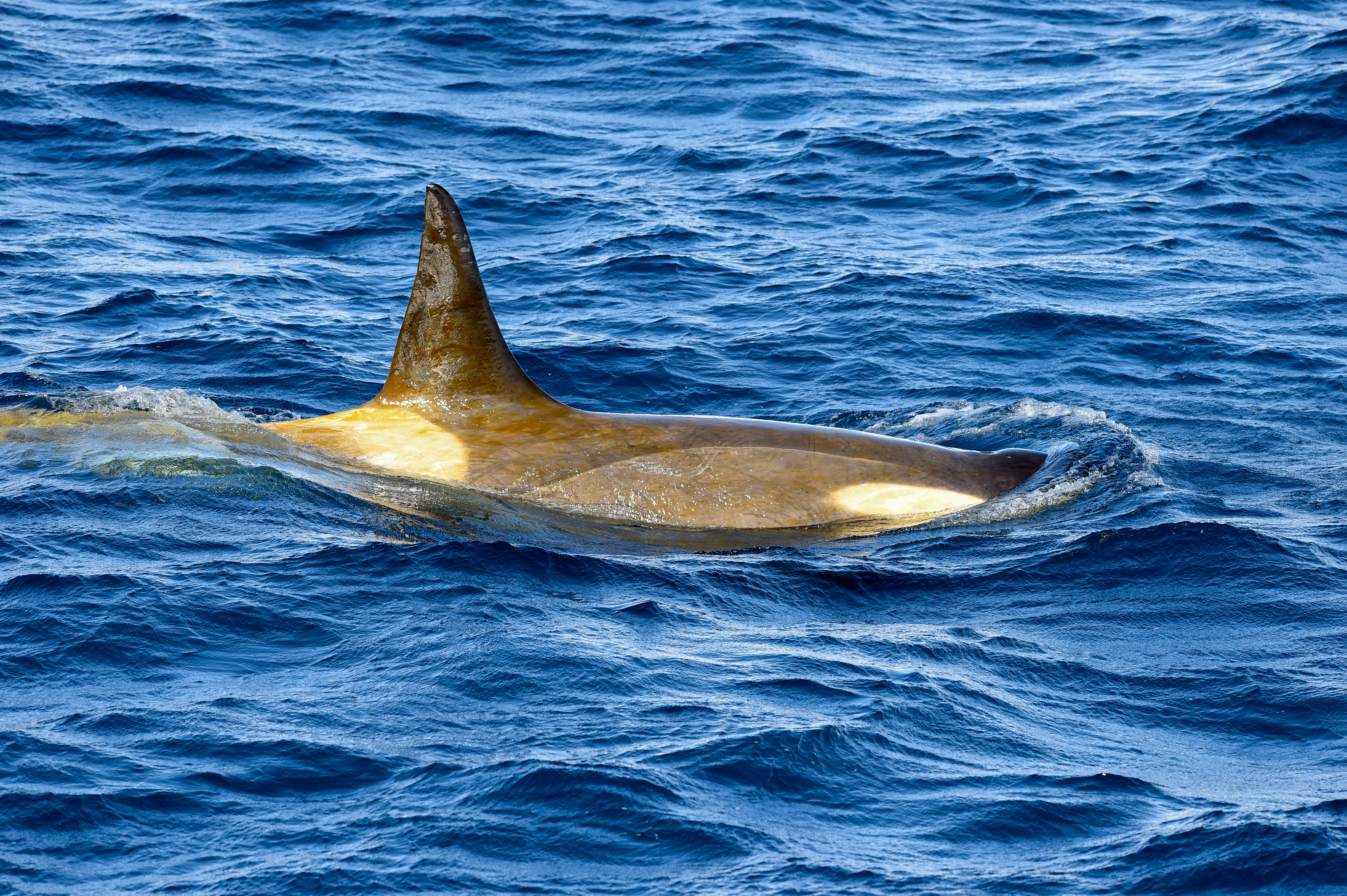 An orca back above the water.