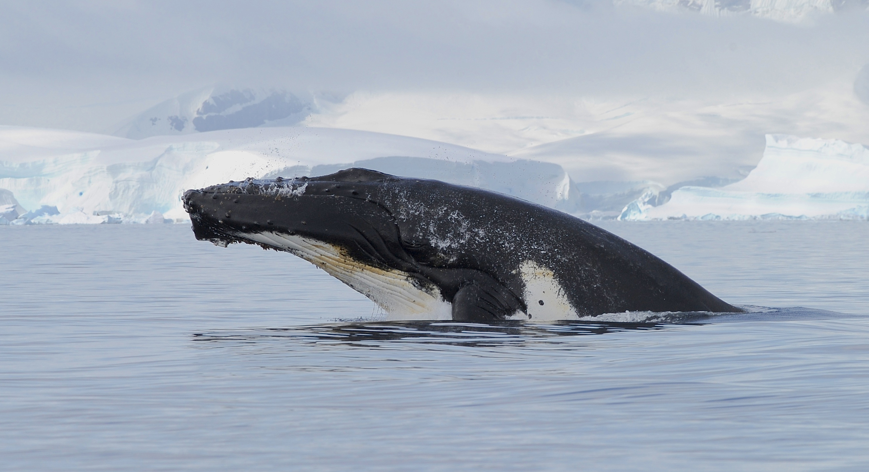 A humpback whale.