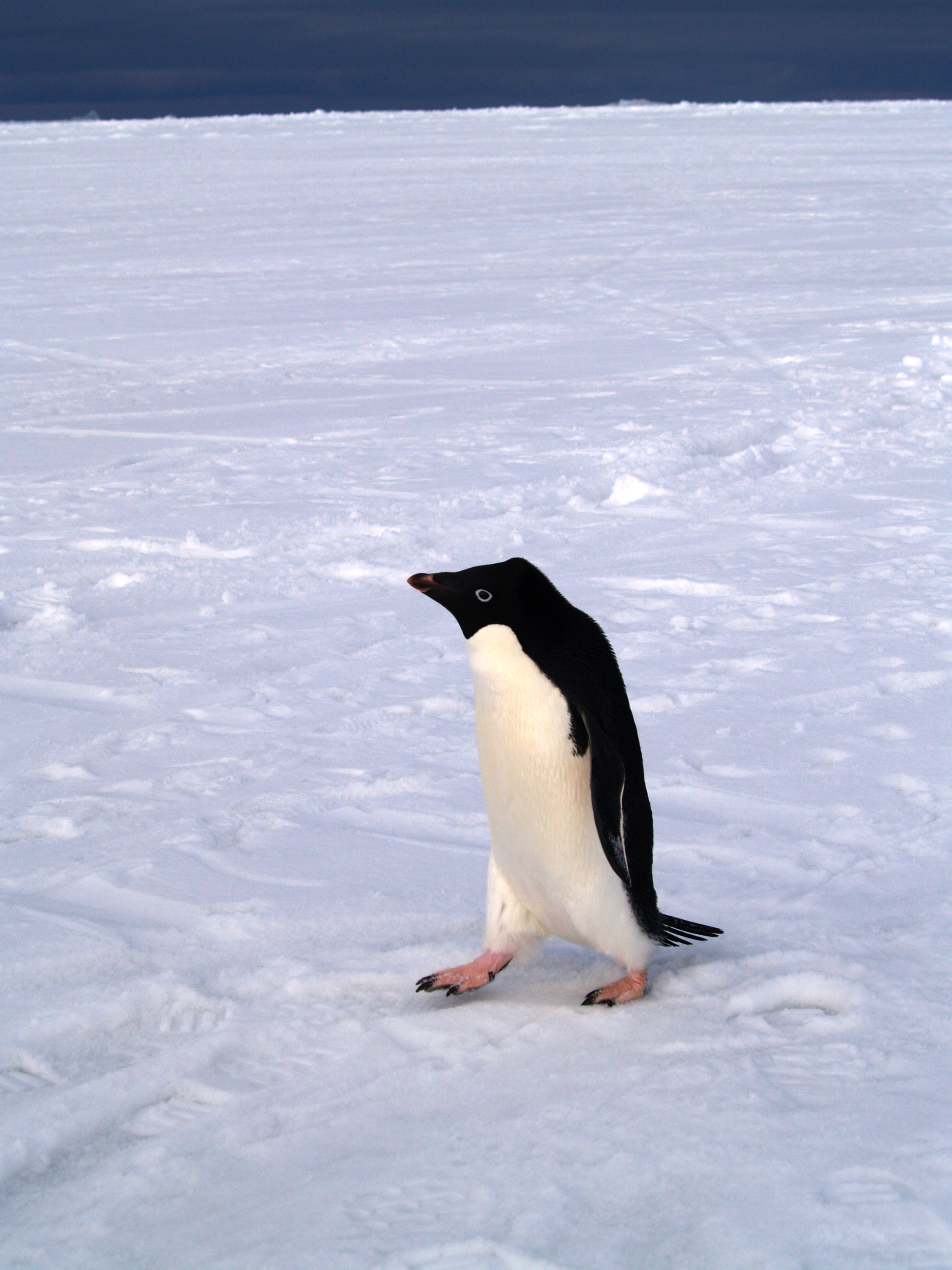 Adelie penguin.