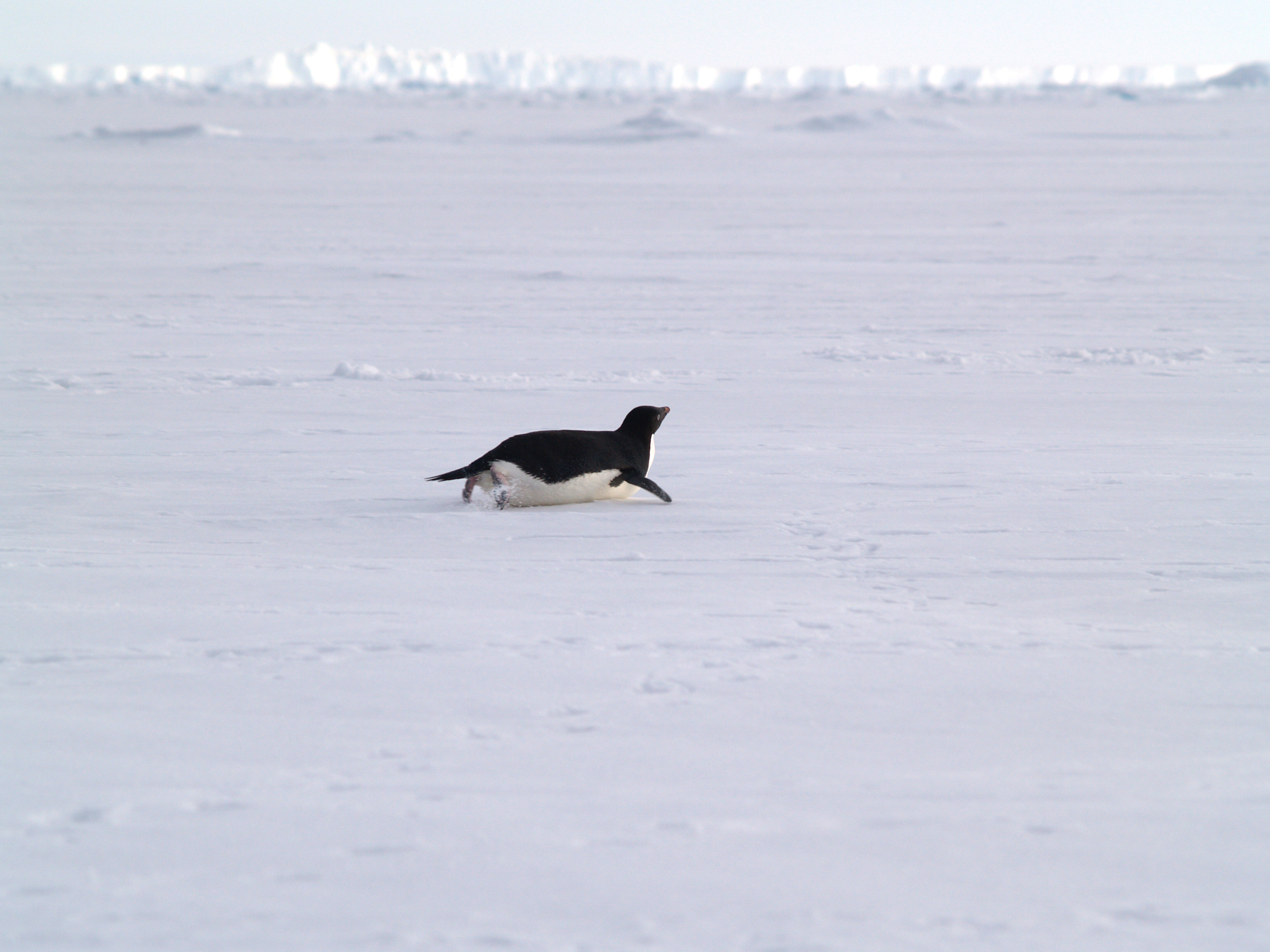 Adelie penguin.