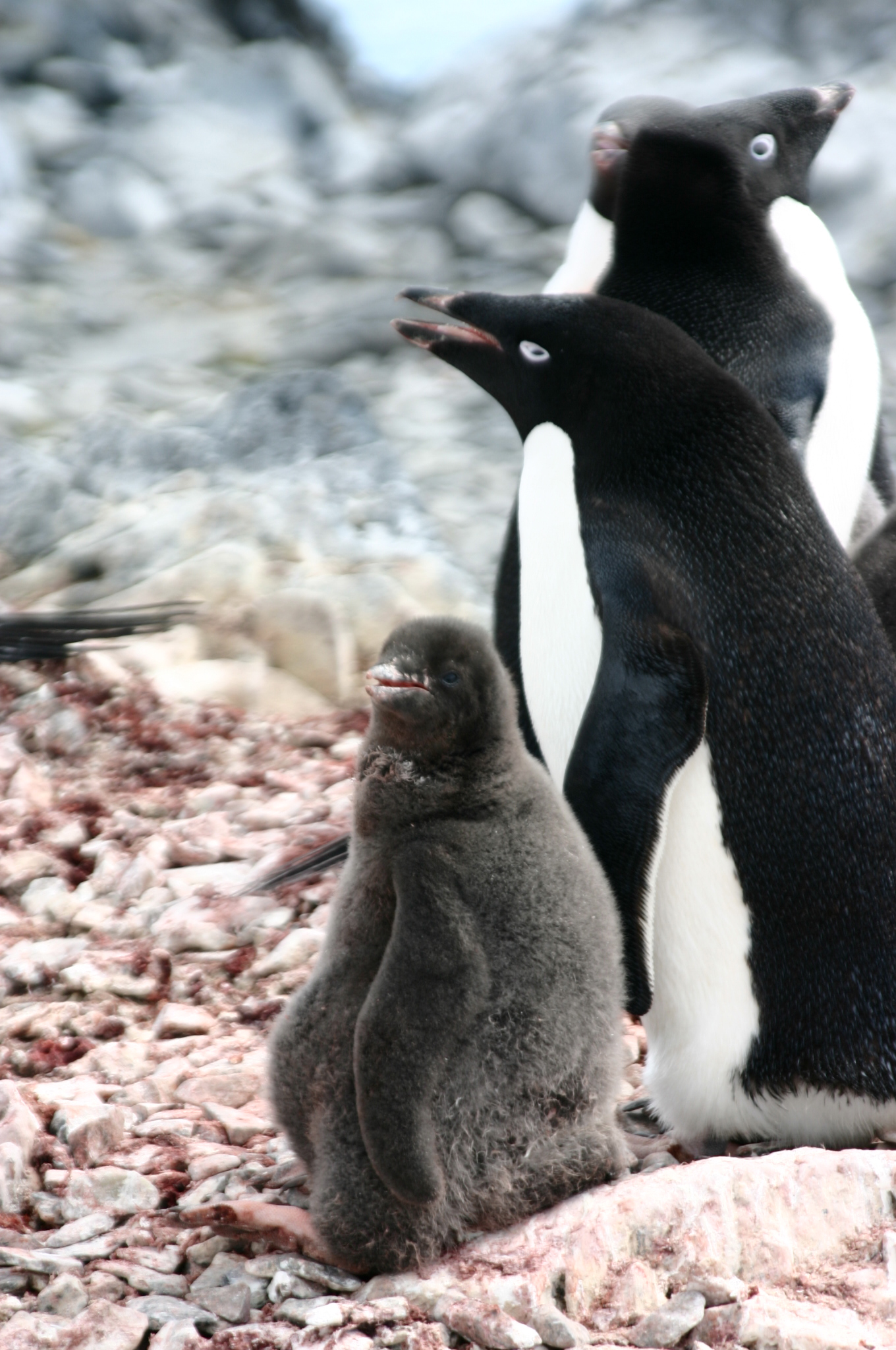 Penguins.