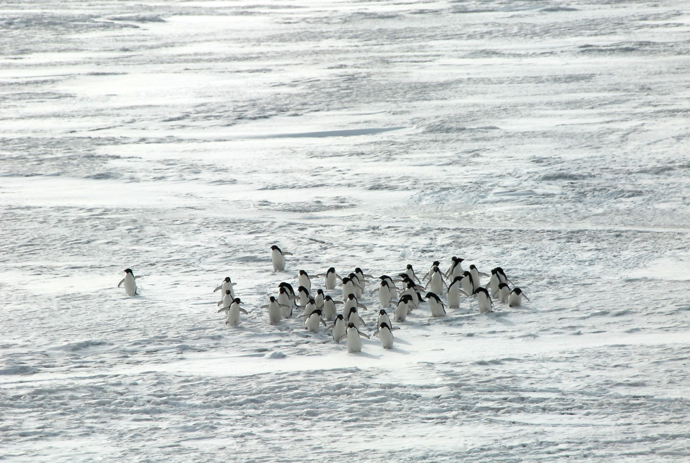 Penguins.