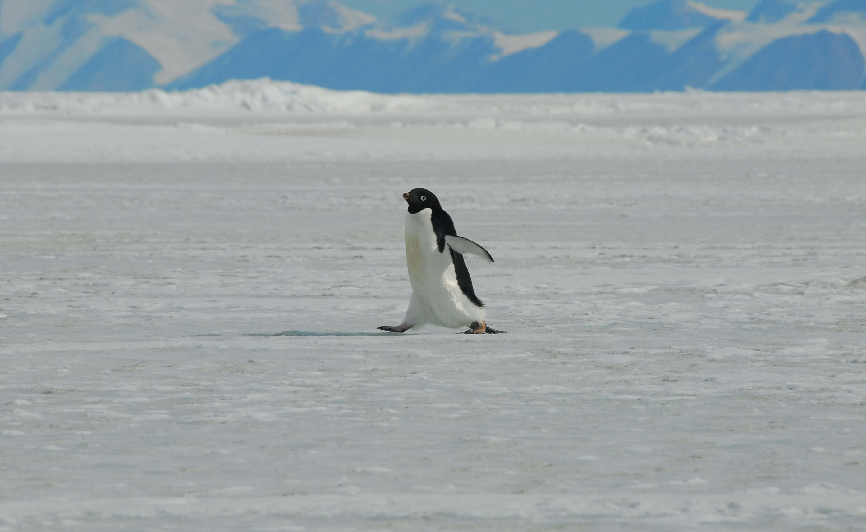 Penguin walking.