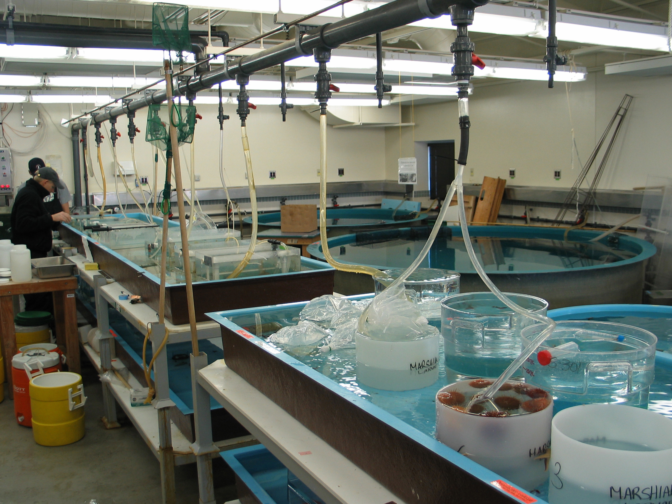 Water tanks and hoses run through an aquarium room.