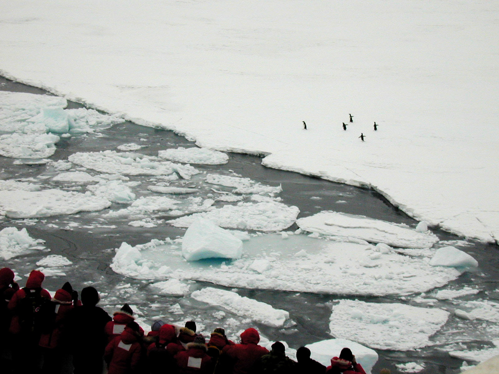 Penguins alongside the ice edge.