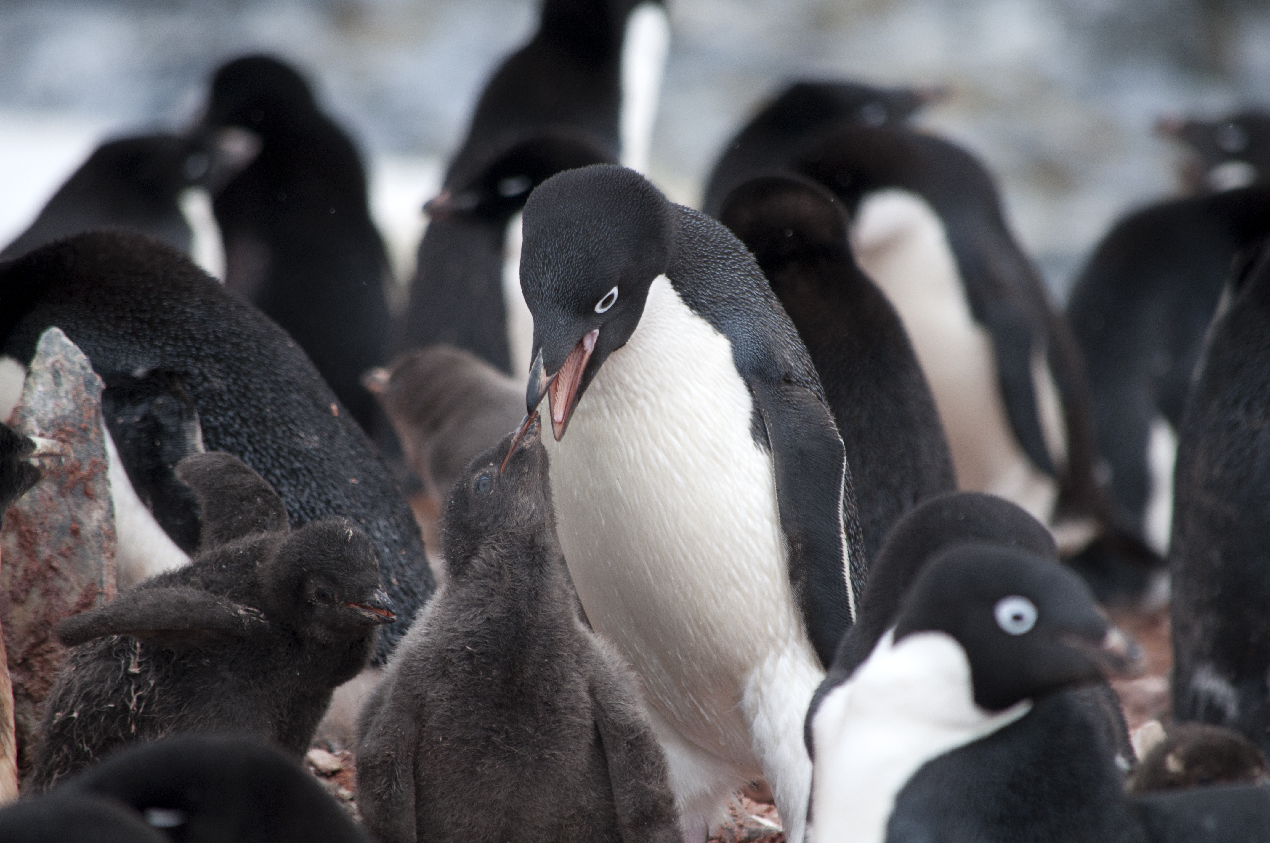 An Adélie penguin feed its young.