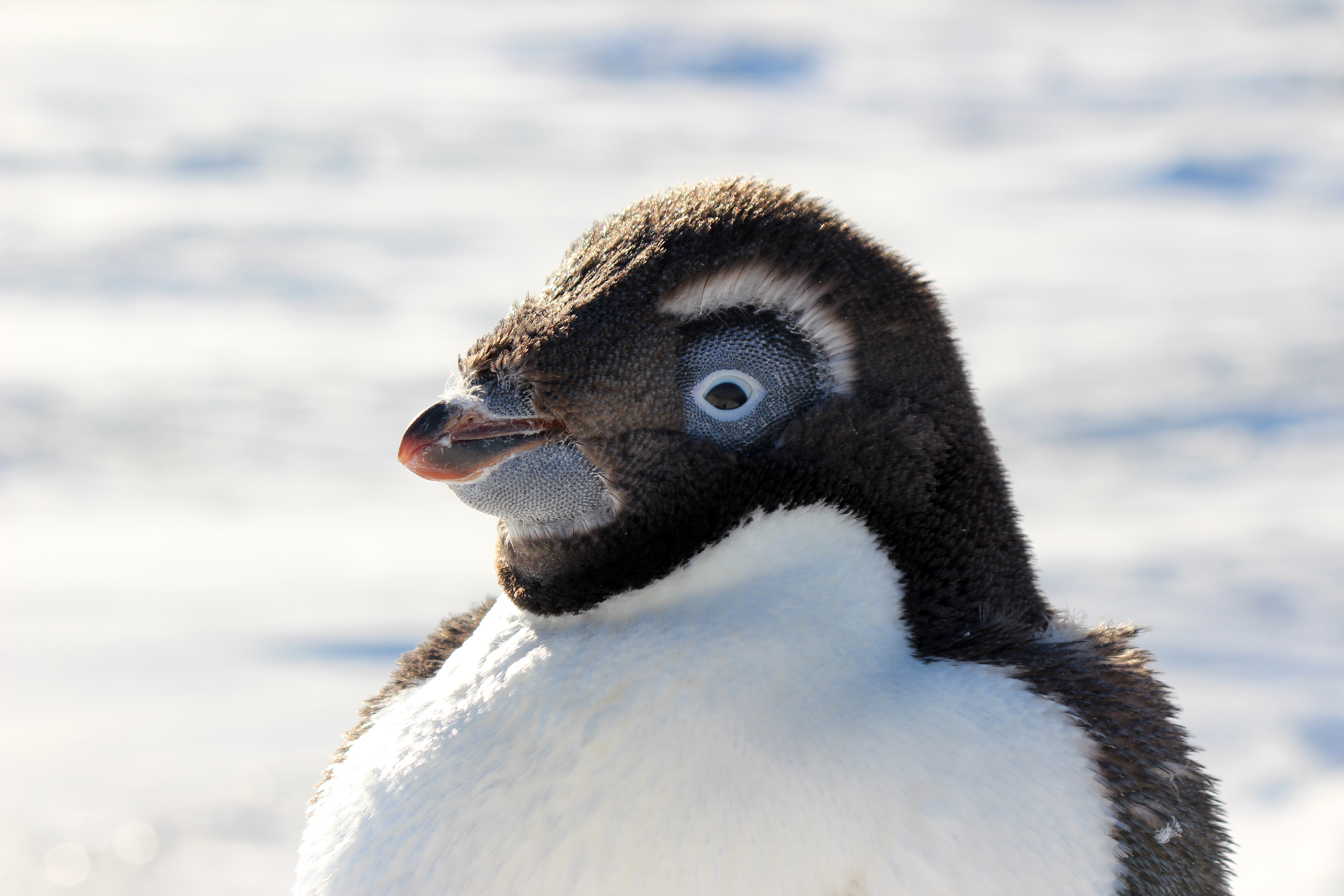 A molting penguin.